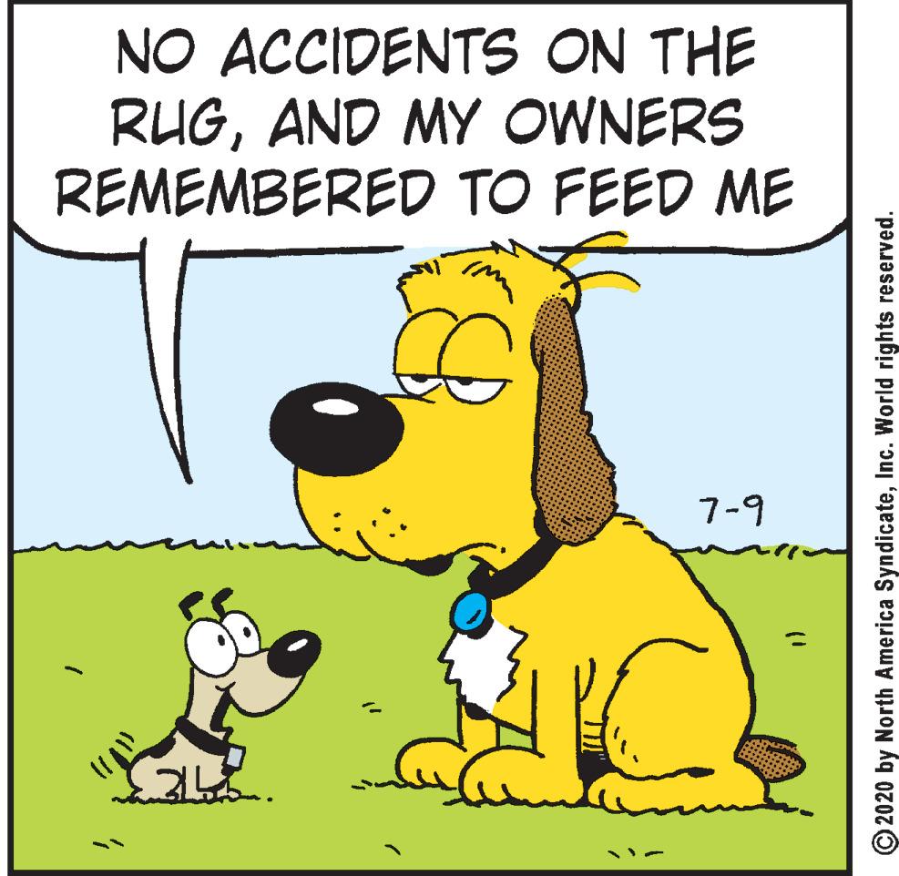 Carnivore OCR: NO ACCIDENTS ON THE RUGAND MY OWNERS REMEMBERED TO FEED ME 7-9 © 2020 by North America SyndicateInc. World rights reserved. NO ACCIDENTS ON THE RUGAND MY OWNERS REMEMBERED TO FEED ME 7-9 © 2020 by North America SyndicateInc. World rights reserved.