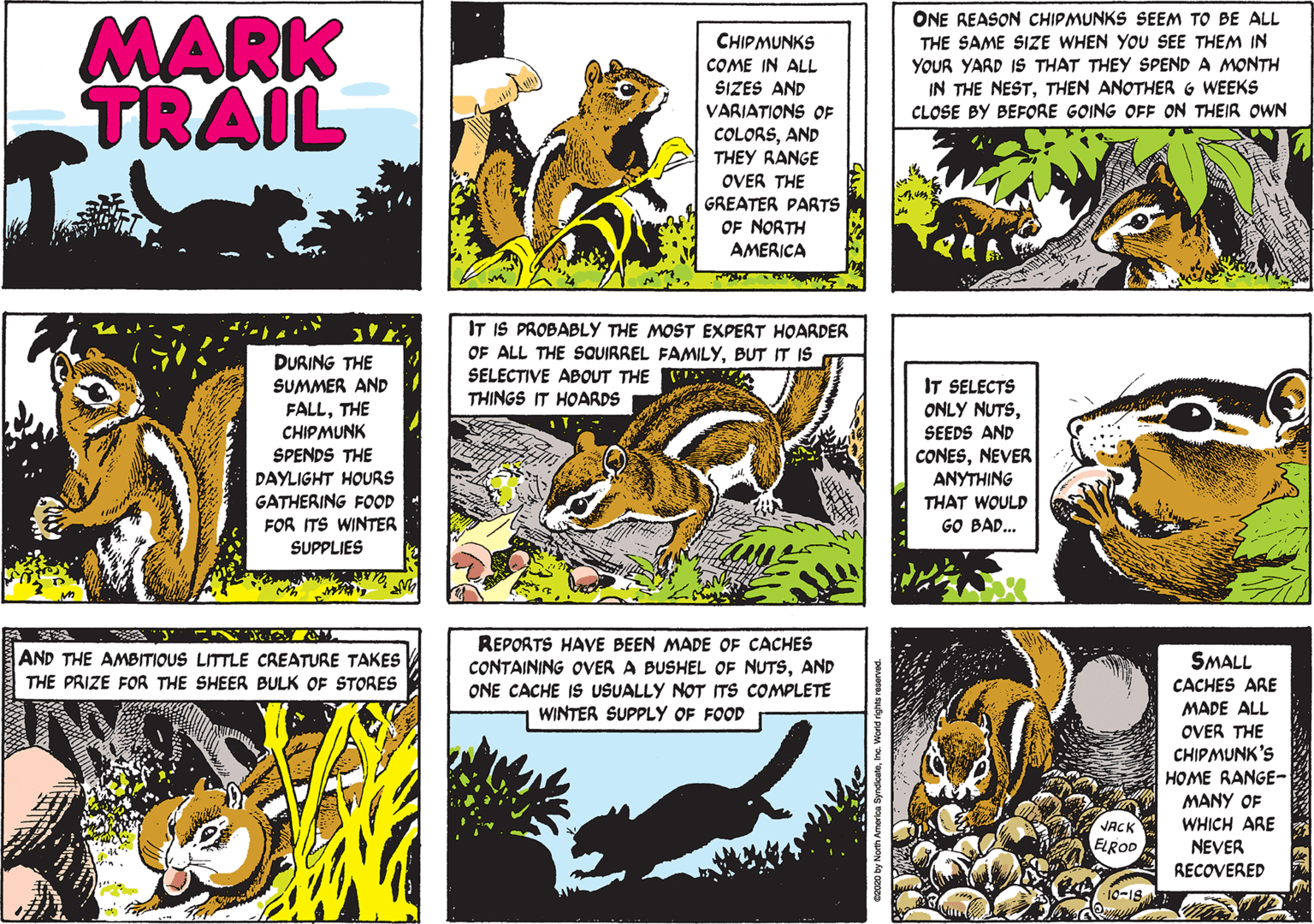 Font OCR: MARK TRAIL ONE REASON CHIPMUNKS SEEM TO BE ALL THE SAME SIZE WHEN YOU SEE THEM IN CHIPMUNKS COME IN ALL SIZES AND VARIATIONS OF YOUR YARD IS THAT THEY SPEND A MONTH IN THE NESTTHEN ANOTHERG WEEKS CLOSE BY BEFORE GOING OFF ON THEIR OWN COLORSAND THEY RANGE OVER THE GREATER PARTS OF NORTH AMERICA IT IS PROBABLY THE MOST EXPERT HOARDER OF ALL THE SQUIRREL FAMILYBUT IT IS SELECTIVE ABOUT THE THINGS IT HOARDS DURING THE SUMMER AND FALLTHE CHIPMUNK SPENDS THE IT SELECTS ONLY NUTSSEEDS AND CONESNEVER ANYTHING DAYLIGHT HOURS GATHERING FOOD FOR ITS WINTER THAT WOULD GO BAD. SUPPLIES REPORTS HAVE BEEN MADE OF CACHES CONTAINING OVER A BUSHEL OF NUTSAND ONE CACHE IS USUALLY NOT ITs COMPLETE WINTER SUPPLY OF FOOD AND THE AMBITIOUS LITTLE CREATURE TAKES THE PRIZE FOR THE SHEER BULK OF STORES SMALL CACHES ARE MADE ALL OVER THE CHIPMUNK'S HOME RANGE- MANY OF WHICH ARE NEVER RECOVERED VACK ELROD 10-18 MARK TRAIL ONE REASON CHIPMUNKS SEEM TO BE ALL THE SAME SIZE WHEN YOU SEE THEM IN CHIPMUNKS COME IN ALL SIZES AND VARIATIONS OF YOUR YARD IS THAT THEY SPEND A MONTH IN THE NESTTHEN ANOTHERG WEEKS CLOSE BY BEFORE GOING OFF ON THEIR OWN COLORSAND THEY RANGE OVER THE GREATER PARTS OF NORTH AMERICA IT IS PROBABLY THE MOST EXPERT HOARDER OF ALL THE SQUIRREL FAMILYBUT IT IS SELECTIVE ABOUT THE THINGS IT HOARDS DURING THE SUMMER AND FALLTHE CHIPMUNK SPENDS THE IT SELECTS ONLY NUTSSEEDS AND CONESNEVER ANYTHING DAYLIGHT HOURS GATHERING FOOD FOR ITS WINTER THAT WOULD GO BAD. SUPPLIES REPORTS HAVE BEEN MADE OF CACHES CONTAINING OVER A BUSHEL OF NUTSAND ONE CACHE IS USUALLY NOT ITs COMPLETE WINTER SUPPLY OF FOOD AND THE AMBITIOUS LITTLE CREATURE TAKES THE PRIZE FOR THE SHEER BULK OF STORES SMALL CACHES ARE MADE ALL OVER THE CHIPMUNK'S HOME RANGE- MANY OF WHICH ARE NEVER RECOVERED VACK ELROD 10-18