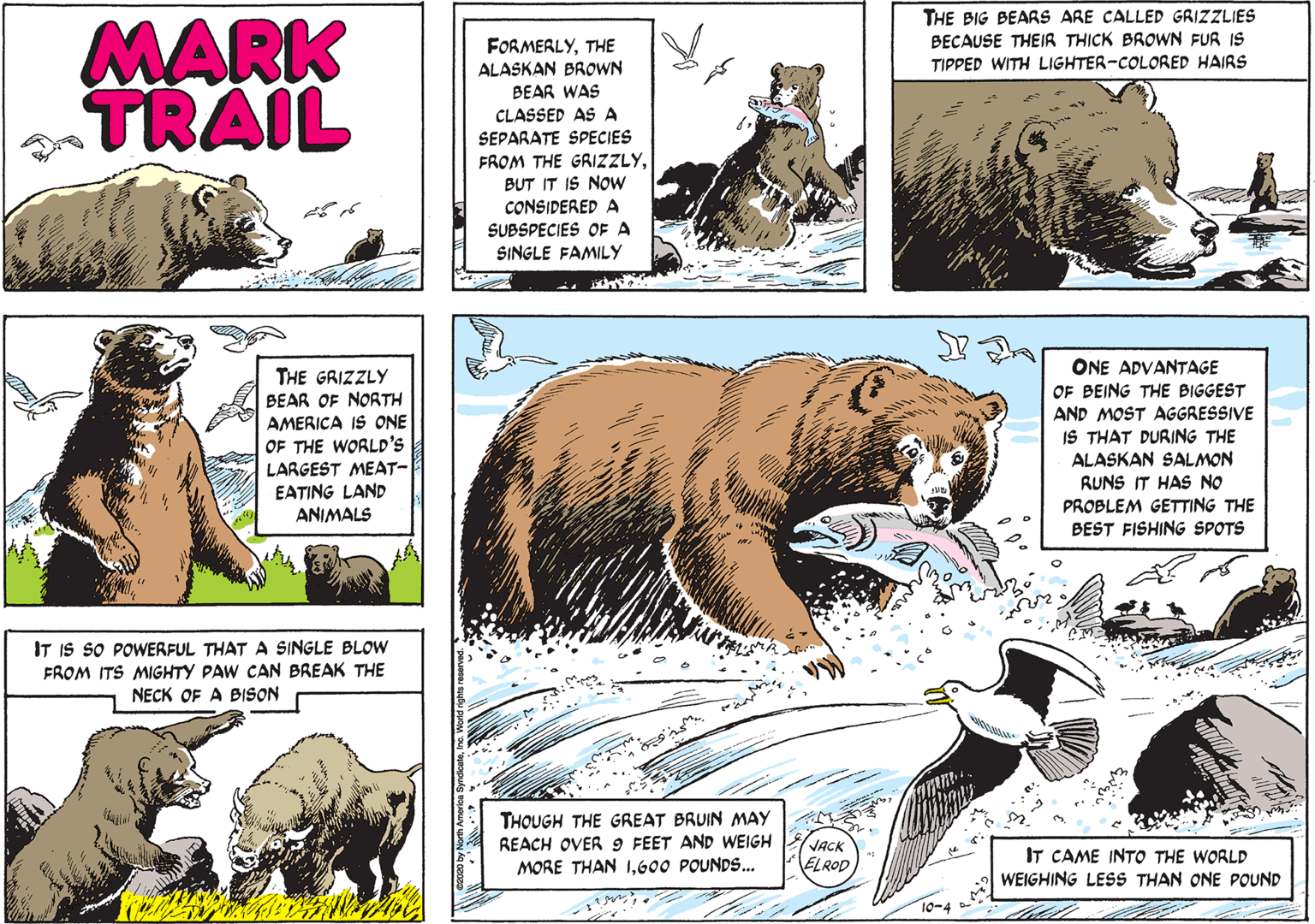 Font OCR: THE BIG BEARS ARE CALLED GRIZZLIES BECAUSE THEIR THICK BROWN FUR IS TIPPED WITH LIGHTER-COLORED HAIRS MARK TRAIL FORMERLYTHE ALASKAN BROWN BEAR WAS CLASSED AS A SEPARATE SPECIES FROM THE GRIZZLYBUT IT IS NOw CONSIDERED A SUBSPECIES OF A SINGLE FAMILY ONE ADVANTAGE OF BEING THE BIGGEST THE GRIZZLY BEAR OF NORTH AMERICA IS ONE OF THE WORLD'S LARGEST MEAT- AND MOST AGGRESSIVE IS THAT DURING THE ALASKAN SALMON RUNS IT HAS NO EATING LAND ANIMALS PROBLEM GETTING THE BEST FISHING SPOTS IT IS SO POWERFUL THATA SINGLE BLOW FROM ITS MIGHTY PAW CAN BREAK THE NECK OF A BISON THOUGH THE GREAT BRUIN MAY REACH OVER 9 FEET AND WEIGH MORE THAN 1600 POUNDS. VACK ELROD IT CAME INTO THE WORLD WEIGHING LESS THAN ONE POUND THE BIG BEARS ARE CALLED GRIZZLIES BECAUSE THEIR THICK BROWN FUR IS TIPPED WITH LIGHTER-COLORED HAIRS MARK TRAIL FORMERLYTHE ALASKAN BROWN BEAR WAS CLASSED AS A SEPARATE SPECIES FROM THE GRIZZLYBUT IT IS NOw CONSIDERED A SUBSPECIES OF A SINGLE FAMILY ONE ADVANTAGE OF BEING THE BIGGEST THE GRIZZLY BEAR OF NORTH AMERICA IS ONE OF THE WORLD'S LARGEST MEAT- AND MOST AGGRESSIVE IS THAT DURING THE ALASKAN SALMON RUNS IT HAS NO EATING LAND ANIMALS PROBLEM GETTING THE BEST FISHING SPOTS IT IS SO POWERFUL THATA SINGLE BLOW FROM ITS MIGHTY PAW CAN BREAK THE NECK OF A BISON THOUGH THE GREAT BRUIN MAY REACH OVER 9 FEET AND WEIGH MORE THAN 1600 POUNDS. VACK ELROD IT CAME INTO THE WORLD WEIGHING LESS THAN ONE POUND