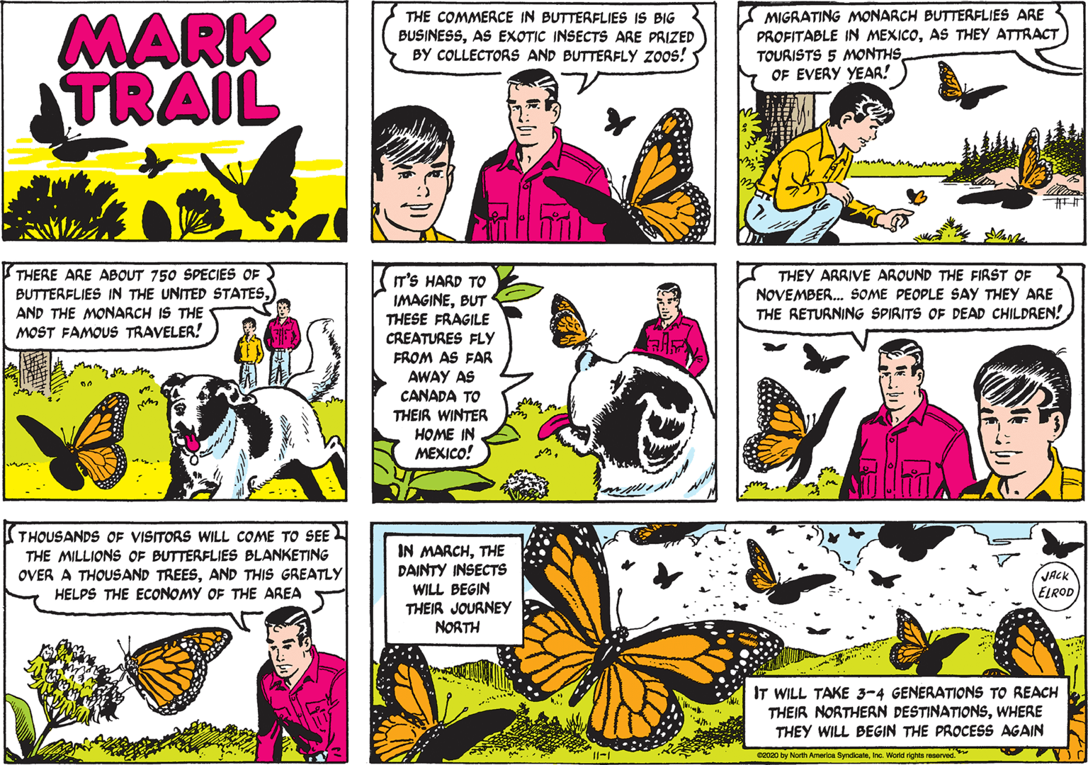 Insect OCR: MARK TRAIL MIGRATING MONARCH BUTTERFLIES ARE PROFITABLE IN MEXICOAS THEY ATTRACT TOURISTS 5 MONTHSOF EVERY YEAR! THE COMMERCE IN BUTTERFLIES IS BIG BUSINESSAS EXOTIC INSECTS ARE PRIZED BY COLLECTORS AND BUTTERFLY ZOos! THERE ARE ABOUT 750 SPECIES OF BUTTERFLIES IN THE UNITED STATESAND THE MONARCH IS THE MOST FAMOUS TRAVELER! IT'S HARD TO IMAGINEBUT THEY ARRIVE AROUND THE FIRST OF NOVEMBER. SOME PEOPLE SAY THEY ARE THE RETURNING SPIRITS OF DEAD CHILDREN! THESE FRAGILE CREATURES FLY FROM AS FAR AWAY AS CANADA TO THEIR WINTER HOME IN ??XICO! THOUSANDS OF VISITORS WILL COME TO SEE L THE MILLIONS OF BUTTERFLIES BLANKETING OVER A THOUSAND TREESAND THIS GREATLY HELPS THE ECONOMY OF THE AREA IN MARCHTHE DAINTY INSECTS WILL BEGIN THEIR JOURNEY NORTH JACK ELROD IT WILL TAKE 3-4 GENERATIONS TO REACH THEIR NORTHERN DESTINATIONSWHERE THEY WILL BEGIN THE PROCESS AGAIN C2c20 by North Amerioe SyndioateInc. World rights reserved. MARK TRAIL MIGRATING MONARCH BUTTERFLIES ARE PROFITABLE IN MEXICOAS THEY ATTRACT TOURISTS 5 MONTHSOF EVERY YEAR! THE COMMERCE IN BUTTERFLIES IS BIG BUSINESSAS EXOTIC INSECTS ARE PRIZED BY COLLECTORS AND BUTTERFLY ZOos! THERE ARE ABOUT 750 SPECIES OF BUTTERFLIES IN THE UNITED STATESAND THE MONARCH IS THE MOST FAMOUS TRAVELER! IT'S HARD TO IMAGINEBUT THEY ARRIVE AROUND THE FIRST OF NOVEMBER. SOME PEOPLE SAY THEY ARE THE RETURNING SPIRITS OF DEAD CHILDREN! THESE FRAGILE CREATURES FLY FROM AS FAR AWAY AS CANADA TO THEIR WINTER HOME IN ??XICO! THOUSANDS OF VISITORS WILL COME TO SEE L THE MILLIONS OF BUTTERFLIES BLANKETING OVER A THOUSAND TREESAND THIS GREATLY HELPS THE ECONOMY OF THE AREA IN MARCHTHE DAINTY INSECTS WILL BEGIN THEIR JOURNEY NORTH JACK ELROD IT WILL TAKE 3-4 GENERATIONS TO REACH THEIR NORTHERN DESTINATIONSWHERE THEY WILL BEGIN THE PROCESS AGAIN C2c20 by North Amerioe SyndioateInc. World rights reserved.