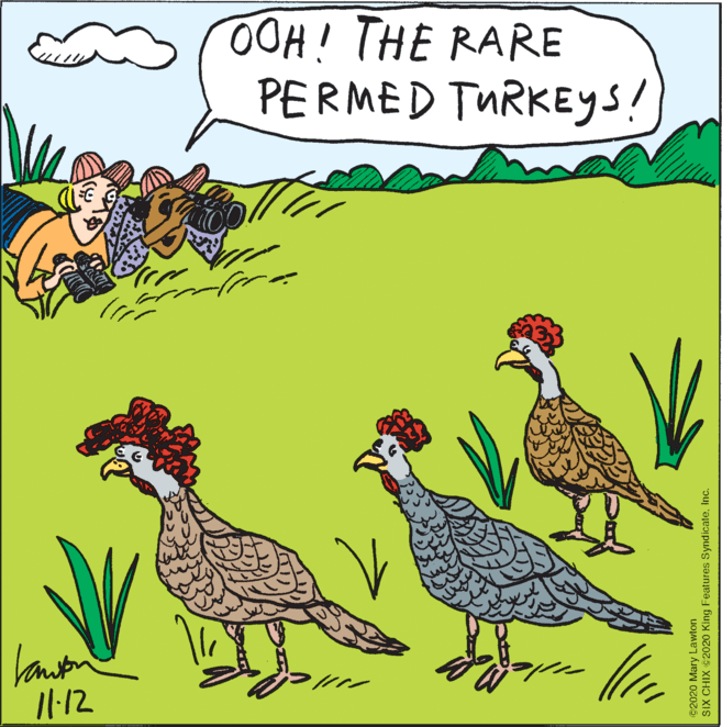 Illustration OCR: H! THE RARE PERMED TURKEYS! 1.12 ©2020 Mary Lawton SIX CHIX ©2020 King Features SyndicateInc. H! THE RARE PERMED TURKEYS! 1.12 ©2020 Mary Lawton SIX CHIX ©2020 King Features Syndicate