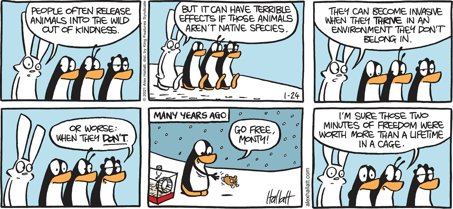 Rectangle OCR: ARGTIC GRAE PEOPLE OFTEN RELEASE ANIMALS INTO THE WILD OUT OF KINDNESS. BUT IT CAN HAVE TERRIBLE EFFECTS IF THOSE ANIMALS AREN'T NATNE SPECIESTHEY CAN BECOME INVASIVE WHEN THEY THRIVE IN AN ENVIRONMENT THEY DON'T BELONG IN. 1-24 I'M SURE THOSE TWO MINUTES OF FREEDOM WERE WORTH MORE THAN A UFETIME IN A CÁGE. MANY YEARS AGO OR WORSE: WHEN THEY DEN'T. GO FREEMONTY! Halatt BY ALEX HALLATT ARGTIC GRAE PEOPLE OFTEN RELEASE ANIMALS INTO THE WILD OUT OF KINDNESS. BUT IT CAN HAVE TERRIBLE EFFECTS IF THOSE ANIMALS AREN'T NATNE SPECIESTHEY CAN BECOME INVASIVE WHEN THEY THRIVE IN AN ENVIRONMENT THEY DON'T BELONG IN. 1-24 I'M SURE THOSE TWO MINUTES OF FREEDOM WERE WORTH MORE THAN A UFETIME IN A CÁGE. MANY YEARS AGO OR WORSE: WHEN THEY DEN'T. GO FREEMONTY! Halatt BY ALEX HALLATT