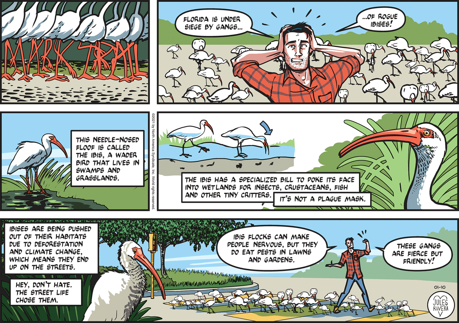 Fictional character OCR: FLORIDA IS UNDER SIEGE BY GANGS... .OF ROGUE IBISES! THIS NEEDLE-NOSED FLOOF IS CALLED THE IBISA WADER BIRD THAT LIVES IN SWAMPS AND GRASSLANDS. THE IBIS HASA SPECIALIZED BILL TO POKE ITS FACE INTO WETLANDS FOR INSECTSFISH AND OTHER TINY CRITTERS. T'S NOT A PLAGUE MASK. IBISES ARE BEING PUSHED OUT OF THEIR HABITATS DUE TO DEFORESTATION AND CLIMATE CHANGEWHICH MEANS THEY END UP ON THE STREETS. IBIS FLOCKS CAN MAKE PEOPLE NERVOUSBUT THEY DO EAT PESTS IN LAWNS AND GARDENS. THESE GANGS ARE FIERCE BUT FRIENDLY! HEYDON'T HATE. THE STREET LIFE CHOSE THEM. O1-10 JULES RIVERA FLORIDA IS UNDER SIEGE BY GANGS... .OF ROGUE IBISES! THIS NEEDLE-NOSED FLOOF IS CALLED THE IBISA WADER BIRD THAT LIVES IN SWAMPS AND GRASSLANDS. THE IBIS HASA SPECIALIZED BILL TO POKE ITS FACE INTO WETLANDS FOR INSECTSFISH AND OTHER TINY CRITTERS. T'S NOT A PLAGUE MASK. IBISES ARE BEING PUSHED OUT OF THEIR HABITATS DUE TO DEFORESTATION AND CLIMATE CHANGEWHICH MEANS THEY END UP ON THE STREETS. IBIS FLOCKS CAN MAKE PEOPLE NERVOUSBUT THEY DO EAT PESTS IN LAWNS AND GARDENS. THESE GANGS ARE FIERCE BUT FRIENDLY! HEYDON'T HATE. THE STREET LIFE CHOSE THEM. O1-10 JULES RIVERA