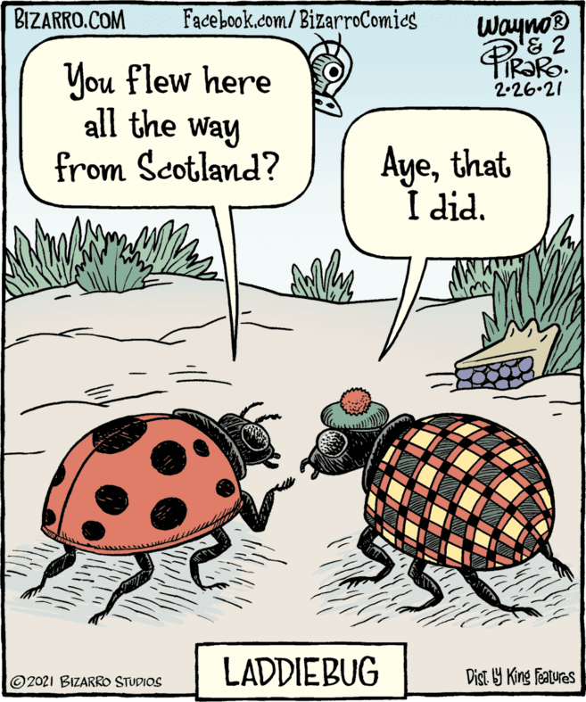 Illustration OCR: BIZARRO.COM Facebook.com/BizarroComics Wayno® '& 2 IR?RO 2-26.21 You flew here all the Way from Scotland? Ayethat I did. LADDIEBUG Dist. 9 King Features ©2021 BIZARRO STUDIOS BIZARRO.COM Facebook.com/BizarroComics Wayno® '& 2 IR?RO 2-26.21 You flew here all the Way from Scotland? Ayethat I did. LADDIEBUG Dist. 9 King Features ©2021 BIZARRO STUDIOS