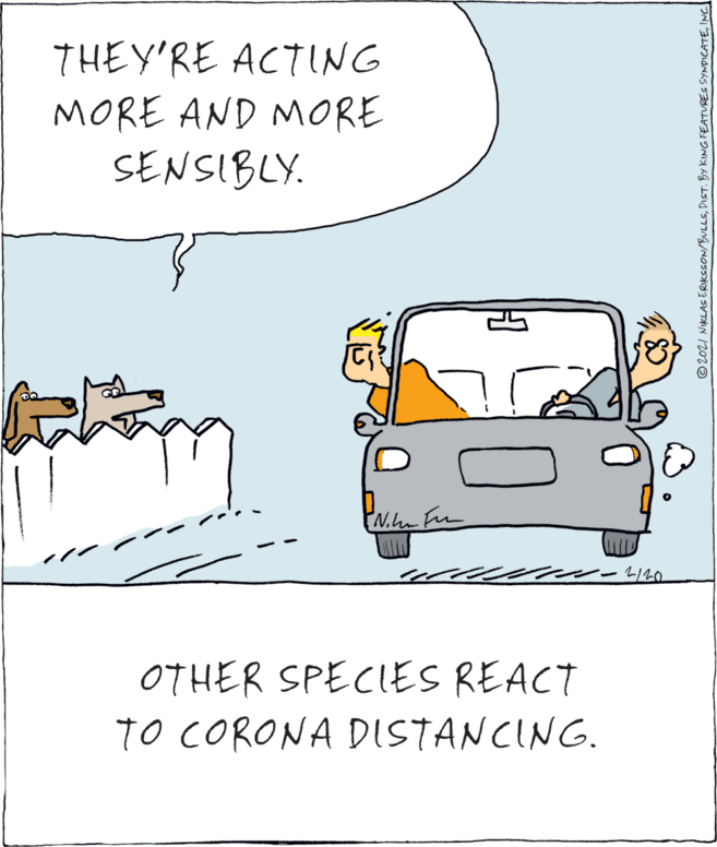 Automotive exterior OCR: THEY'RE ACTING MORE AND MORE SENSIBLY. OTHER SPECIES REACT TO CORONA DISTANCING. © 202I NIKLAS ERIKSSON/BULLSINC THEY'RE ACTING MORE AND MORE SENSIBLY. OTHER SPECIES REACT TO CORONA DISTANCING. © 202I NIKLAS ERIKSSON/BULLSDIST. BY KING FEATURES SYNDICATE