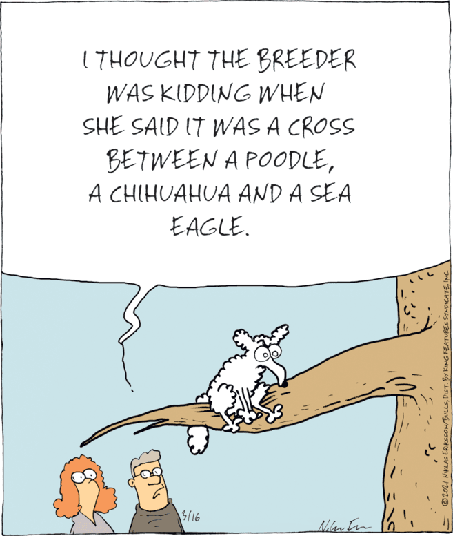 Adaptation OCR: I THOUGHT THE BREEDER WAS KIDDING WHEN SHE SAID IT WAS A CROSS BETWEEN A POODLEA CHIHUAHUA AND A SEA EAGLE. 316 Niler In ©202I NIKLAS ERIKSSON/BULLSINC. I THOUGHT THE BREEDER WAS KIDDING WHEN SHE SAID IT WAS A CROSS BETWEEN A POODLEA CHIHUAHUA AND A SEA EAGLE. 316 Niler In ©202I NIKLAS ERIKSSON/BULLSDIST. BY KING FEATURES SYNDICATE