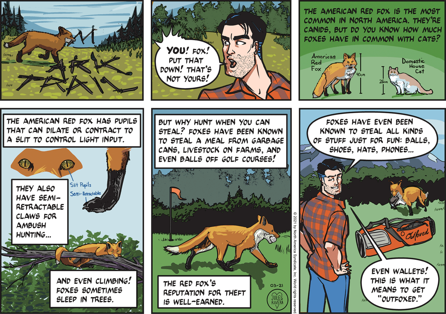 Comic book OCR: THE AMERICAN RED FOX IS THE MOST COMMON IN NORTH AMERICA. THEY'RE CANIDSBUT DO YOU KNOW HOW MUCH FOXES HAVE IN COMMON WITH CATS? YOU! FOX! PUT THAT DOWN! THAT'S NOT YOURS! American Red Fox Domestic House Cat TRD THE AMERICAN RED FOX HAS PUPILS THAT CAN DILATE OR CONTRACT TO A SLIT TO CONTROL LIGHT INPUT. BUT WHY HUNT WHEN YOU CAN STEAL? FOXES HAVE BEEN KNOWN TO STEAL A MEAL FROM GARBAGE CANSAND EVEN BALLS OFF GOLF COURSES! FOXES HAVE EVEN BEEN KNOWN TO STEAL ALL KINDS OF STUFF JUST FOR FUN: BALLSPHONES... Sit Pupils Semi- Retractable THEY ALSO HAVE SEMI- RETRACTABLE CLAWS FOR AMBUSH HUNTING... Paufred EVEN WALLETS! THIS IS WHAT IT MEANS TO GET "OUTFOXED." AND EVEN CLIMBING! THE RED FOX'S REPUTATION FOR THEFT IS WELL-EARNED. 03-21 FOXES SOMETIMES SLEEP IN TREES. JULES RIVERA THE AMERICAN RED FOX IS THE MOST COMMON IN NORTH AMERICA. THEY'RE CANIDSBUT DO YOU KNOW HOW MUCH FOXES HAVE IN COMMON WITH CATS? YOU! FOX! PUT THAT DOWN! THAT'S NOT YOURS! American Red Fox Domestic House Cat TRD THE AMERICAN RED FOX HAS PUPILS THAT CAN DILATE OR CONTRACT TO A SLIT TO CONTROL LIGHT INPUT. BUT WHY HUNT WHEN YOU CAN STEAL? FOXES HAVE BEEN KNOWN TO STEAL A MEAL FROM GARBAGE CANSLIVESTOCK ON FARMSAND EVEN BALLS OFF GOLF COURSES! FOXES HAVE EVEN BEEN KNOWN TO STEAL ALL KINDS OF STUFF JUST FOR FUN: BALLSPHONES... Sit Pupils Semi- Retractable THEY ALSO HAVE SEMI- RETRACTABLE CLAWS FOR AMBUSH HUNTING... Paufred EVEN WALLETS! THIS IS WHAT IT MEANS TO GET "OUTFOXED." AND EVEN CLIMBING! THE RED FOX'S REPUTATION FOR THEFT IS WELL-EARNED. 03-21 FOXES SOMETIMES SLEEP IN TREES. JULES RIVERA