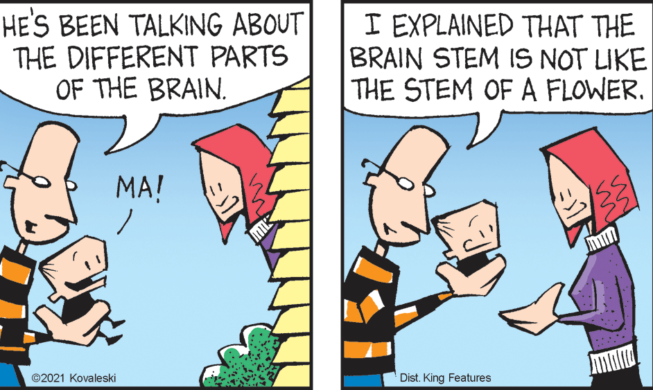 Interaction OCR: HE'S BEEN TALKING ABOUT THE DIFFERENT PARTS OF THE BRAIN. I EXPLAINED THAT THE BRAIN STEM IS NOT LIKE THE STEM OF A FLOWER. MA! ©2021 Kovaleski Dist. King Features HE'S BEEN TALKING ABOUT THE DIFFERENT PARTS OF THE BRAIN. I EXPLAINED THAT THE BRAIN STEM IS NOT LIKE THE STEM OF A FLOWER. MA! ©2021 Kovaleski Dist. King Features