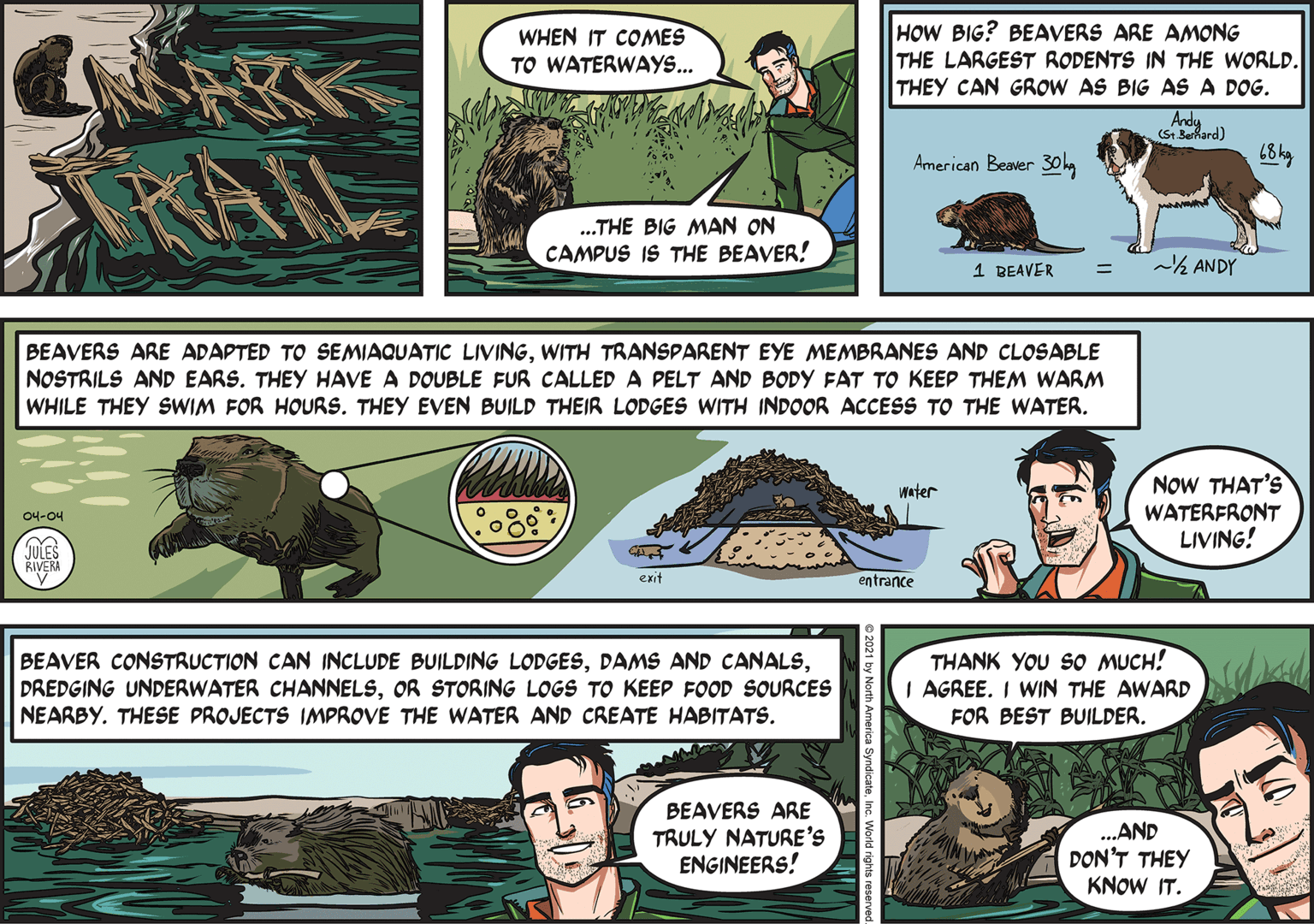Publication OCR: HOW BIG? BEAVERS ARE AMONG THE LARGEST RODENTS IN THE WORLD. THEY CAN GROW AS BIG AS A DOG. Andy WHEN IT COMES TO WATERWAYS... (S Berkard) American Beaver 30 hg 68 kg ...THE BIG MAN ON CAMPUS IS THE BEAVER! 1 BEAVER 2 ANDY BEAVERS ARE ADAPTED TO SEMIAQUATIC LIVINGWITH TRANSPARENT EYE MEMBRANES AND CLOSABLE NOSTRILS AND EARS. THEY HAVE A DOUBLE FUR CALLED A PELT AND BODY FAT TO KEEP THEM WARM WHILE THEY SWIM FOR HOURS. THEY EVEN BUILD THEIR LODGES WITH INDOOR ACCESS TO THE WATER. NOW THAT'S WATERFRONT LIVING! Water 04-04 JULES RIVERA exit entrance BEAVER CONSTRUCTION CAN INCLUDE BUILDING LODGESOR STORING LOGS TO KEEP FOOD SOURCES NEARBY. THESE PROJECTS IMPROVE THE WATER AND CREATE HABITATS. THANK YOU SO MUCH! I AGREE. I WIN THE AWARD FOR BEST BUILDER. BEAVERS ARE TRULY NATURE'S ENGINEERS! ...AND DON'T THEY KNOW IT. HOW BIG? BEAVERS ARE AMONG THE LARGEST RODENTS IN THE WORLD. THEY CAN GROW AS BIG AS A DOG. Andy WHEN IT COMES TO WATERWAYS... (S Berkard) American Beaver 30 hg 68 kg ...THE BIG MAN ON CAMPUS IS THE BEAVER! 1 BEAVER 2 ANDY BEAVERS ARE ADAPTED TO SEMIAQUATIC LIVINGWITH TRANSPARENT EYE MEMBRANES AND CLOSABLE NOSTRILS AND EARS. THEY HAVE A DOUBLE FUR CALLED A PELT AND BODY FAT TO KEEP THEM WARM WHILE THEY SWIM FOR HOURS. THEY EVEN BUILD THEIR LODGES WITH INDOOR ACCESS TO THE WATER. NOW THAT'S WATERFRONT LIVING! Water 04-04 JULES RIVERA exit entrance BEAVER CONSTRUCTION CAN INCLUDE BUILDING LODGESDAMS AND CANALSDREDGING UNDERWATER CHANNELSOR STORING LOGS TO KEEP FOOD SOURCES NEARBY. THESE PROJECTS IMPROVE THE WATER AND CREATE HABITATS. THANK YOU SO MUCH! I AGREE. I WIN THE AWARD FOR BEST BUILDER. BEAVERS ARE TRULY NATURE'S ENGINEERS! ...AND DON'T THEY KNOW IT.