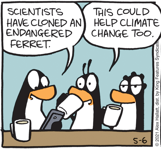 Font OCR: THIS COULD SCIENTISTS HAVE CLONED AN HELP CLIMATE ENDANGERED FERRET. CHANGE TOO5-6 © 2021 Alex Hallattdist. by King Features Syndicate THIS COULD SCIENTISTS HAVE CLONED AN HELP CLIMATE ENDANGERED FERRET. CHANGE TOO5-6 © 2021 Alex Hallattdist. by King Features Syndicate