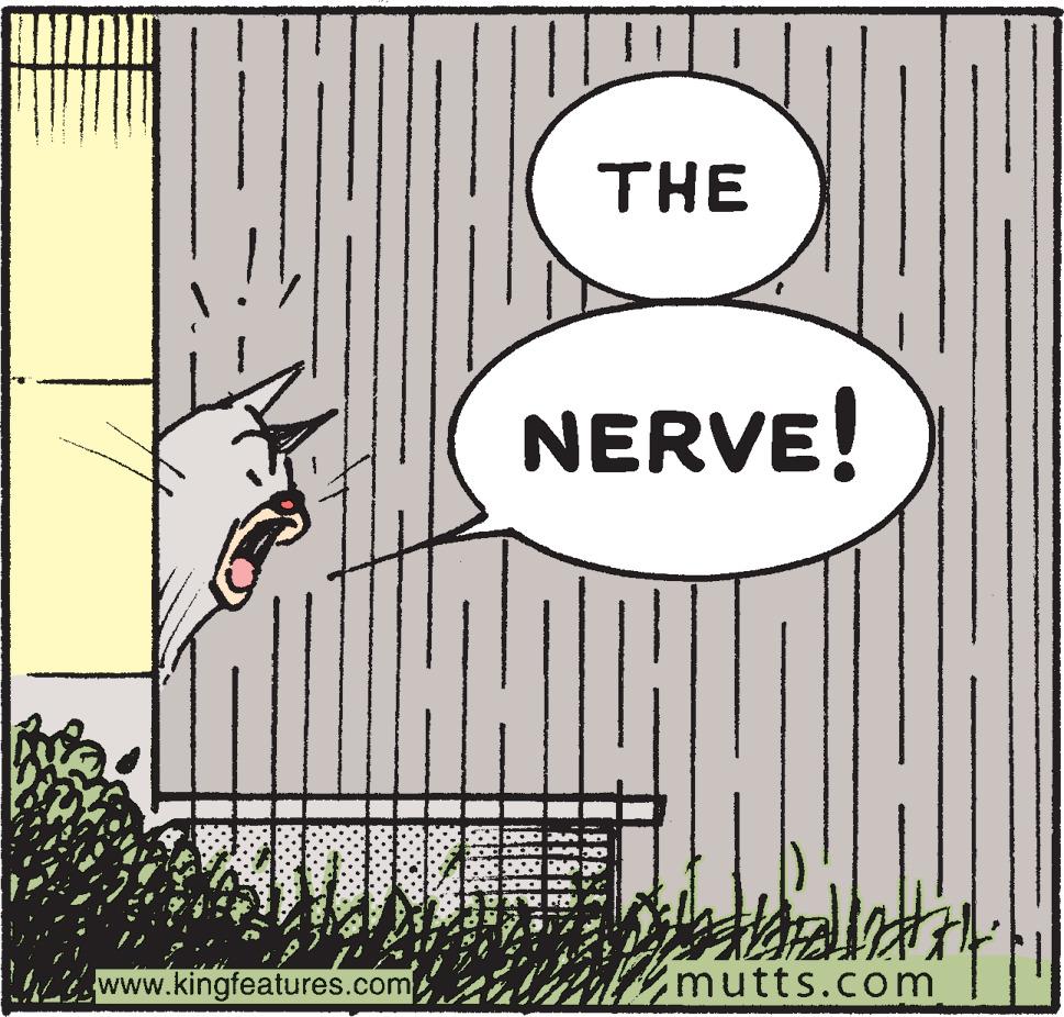 Illustration OCR: THE NERVE! www.kingfeatures.com mutts.com 1888 THE NERVE! www.kingfeatures.com mutts.com 1888