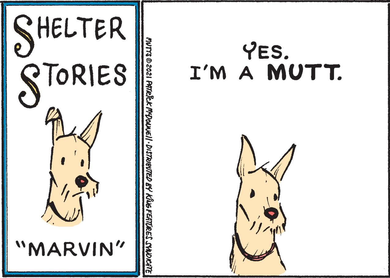 Companion dog OCR: SHELTER STORIES ?? YES. I'M A MUTT. "MARVIN" MUTTSO 2021 PATRlck MDONEII DISTRIBUTED BY KIUG FEATORES SYOICATE SHELTER STORIES ?? YES. I'M A MUTT. "MARVIN" MUTTSO 2021 PATRlck MDONEII DISTRIBUTED BY KIUG FEATORES SYOICATE