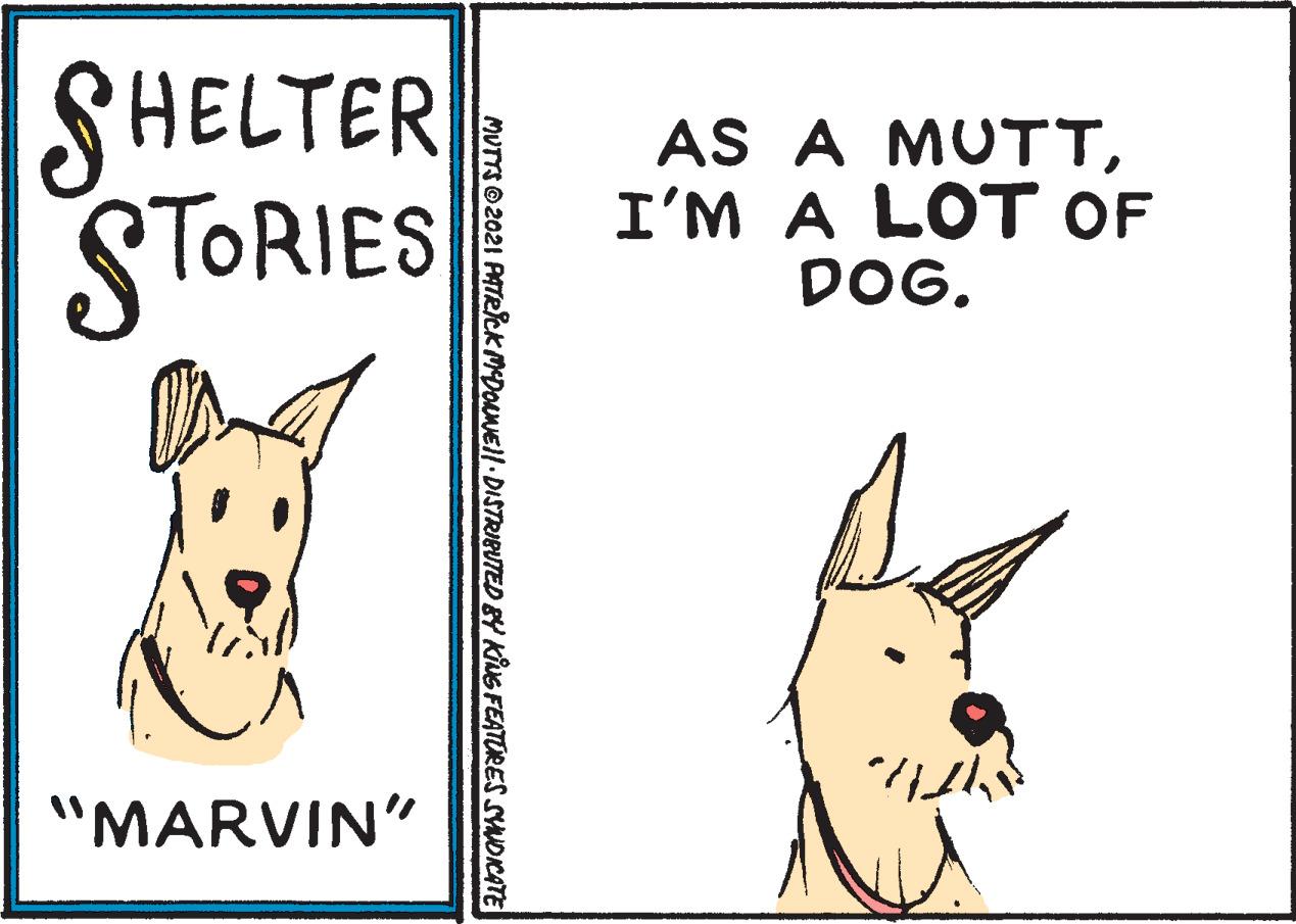 Terrestrial animal OCR: SHELTER STORIES AS A MUTTI'M A LOT OF DOG. "MARVIN" MUTTS 2021 PATRCK MDouNEll DISTRIBUTED BY KiNG FEATORES SYNOICATE SHELTER STORIES AS A MUTTI'M A LOT OF DOG. "MARVIN" MUTTS 2021 PATRCK MDouNEll DISTRIBUTED BY KiNG FEATORES SYNOICATE