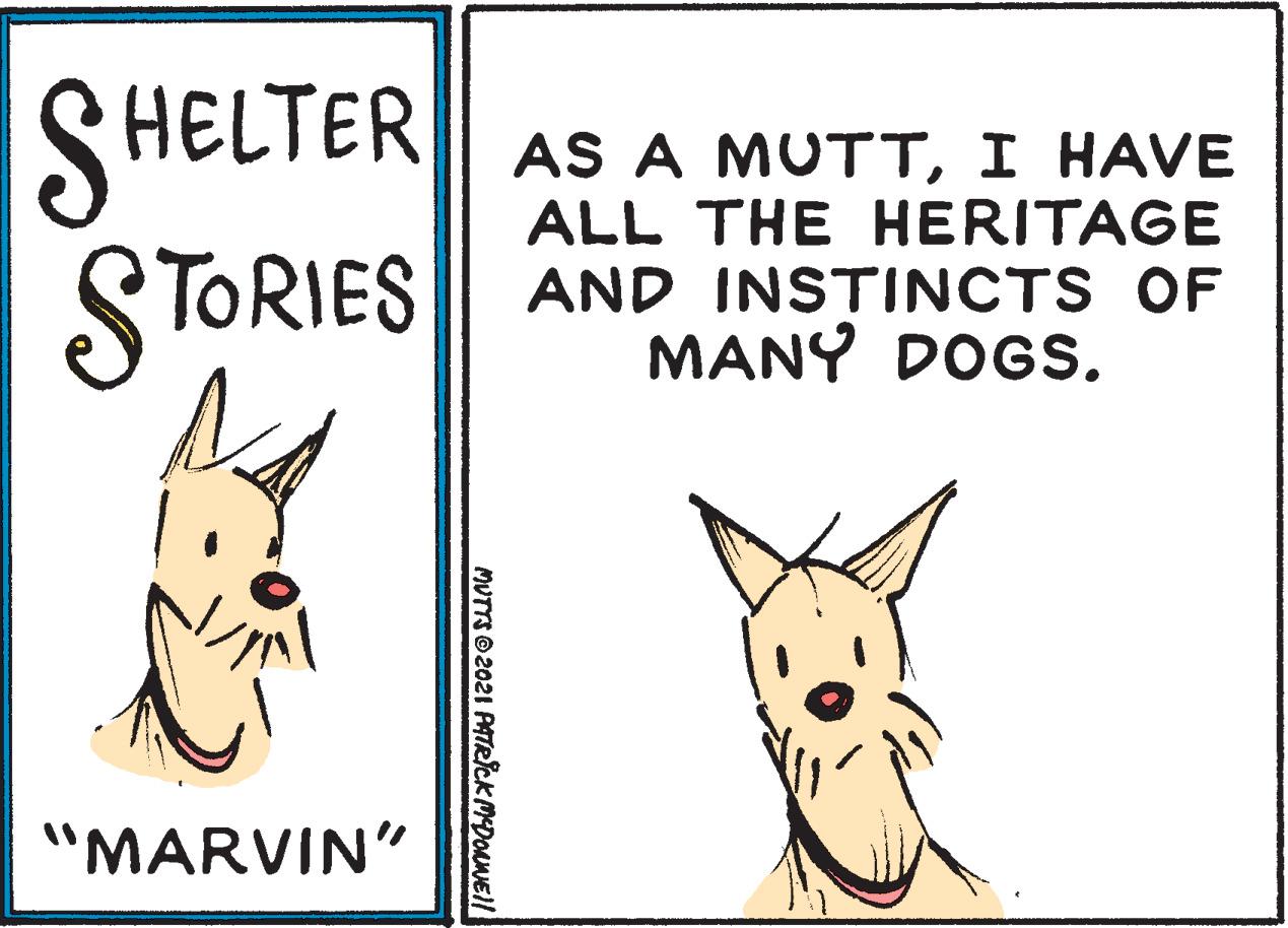 Illustration OCR: SHELTER STORIES AS A MUTTI HAVE ALL THE HERITAGE AND INSTINCTS OF MANY DOGS. "MARVIN" ? MUTTS© 2021 PATRICK MDONNE!l SHELTER STORIES AS A MUTTI HAVE ALL THE HERITAGE AND INSTINCTS OF MANY DOGS. "MARVIN" ? MUTTS© 2021 PATRICK MDONNE!l