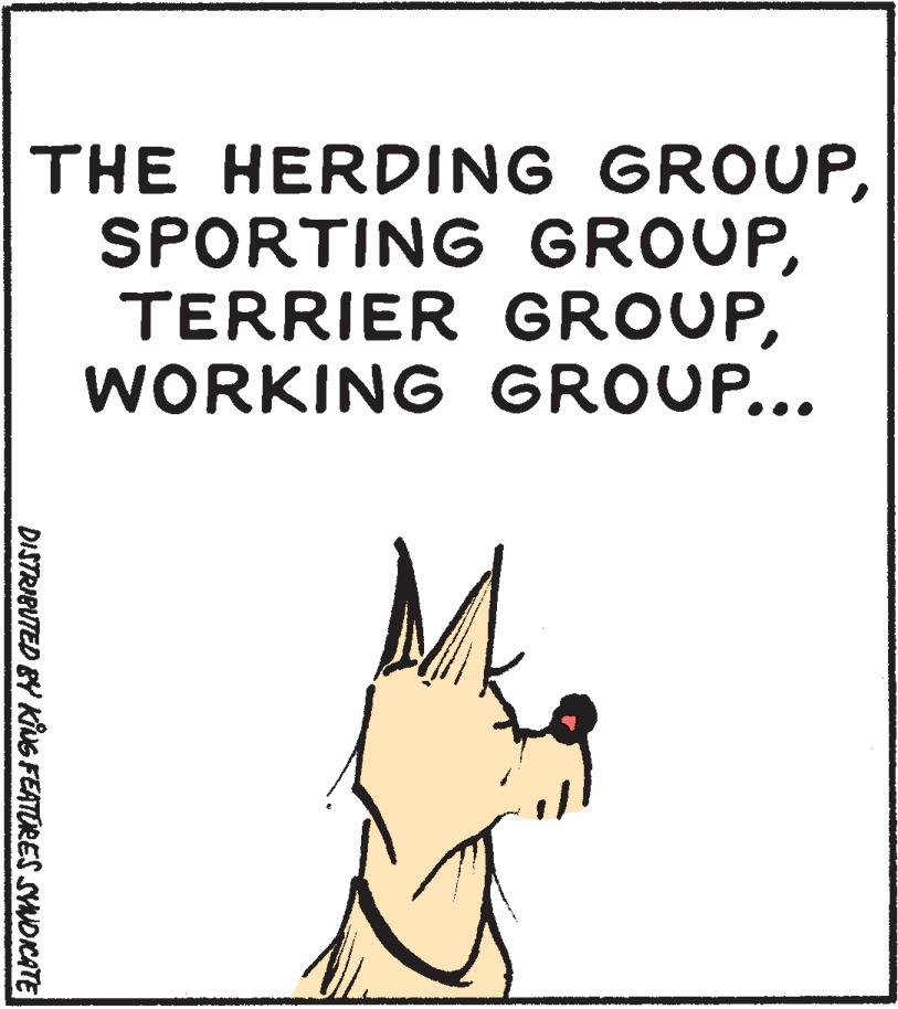 Rectangle OCR: THE HERDING GROUPWORKING GROUP... DISTRIBUTED BY KiNG FEATORES SYNDICATE THE HERDING GROUPSPORTING GROUPTERRIER GROUPWORKING GROUP... DISTRIBUTED BY KiNG FEATORES SYNDICATE