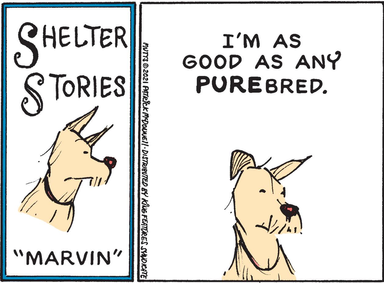 Rectangle OCR: SHELTER I'M AS GOOD AS ANY PUREBRED. S TORIES "MARVIN" MUTTSO2021 PATRIck MEDOUNEI/-DISTRIBUTED BY KING FEATURES SYNOICATE SHELTER I'M AS GOOD AS ANY PUREBRED. S TORIES "MARVIN" MUTTSO2021 PATRIck MEDOUNEI/-DISTRIBUTED BY KING FEATURES SYNOICATE