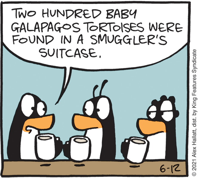 Interaction OCR: TWO HUNDRED BABY GALAPAGOS TORTOISES WERE FOUND IN A SMUGGLER'S SUITCASE. 6-12 © 2021 Alex Hallattdist. by King Features Syndicate TWO HUNDRED BABY GALAPAGOS TORTOISES WERE FOUND IN A SMUGGLER'S SUITCASE. 6-12 © 2021 Alex Hallattdist. by King Features Syndicate