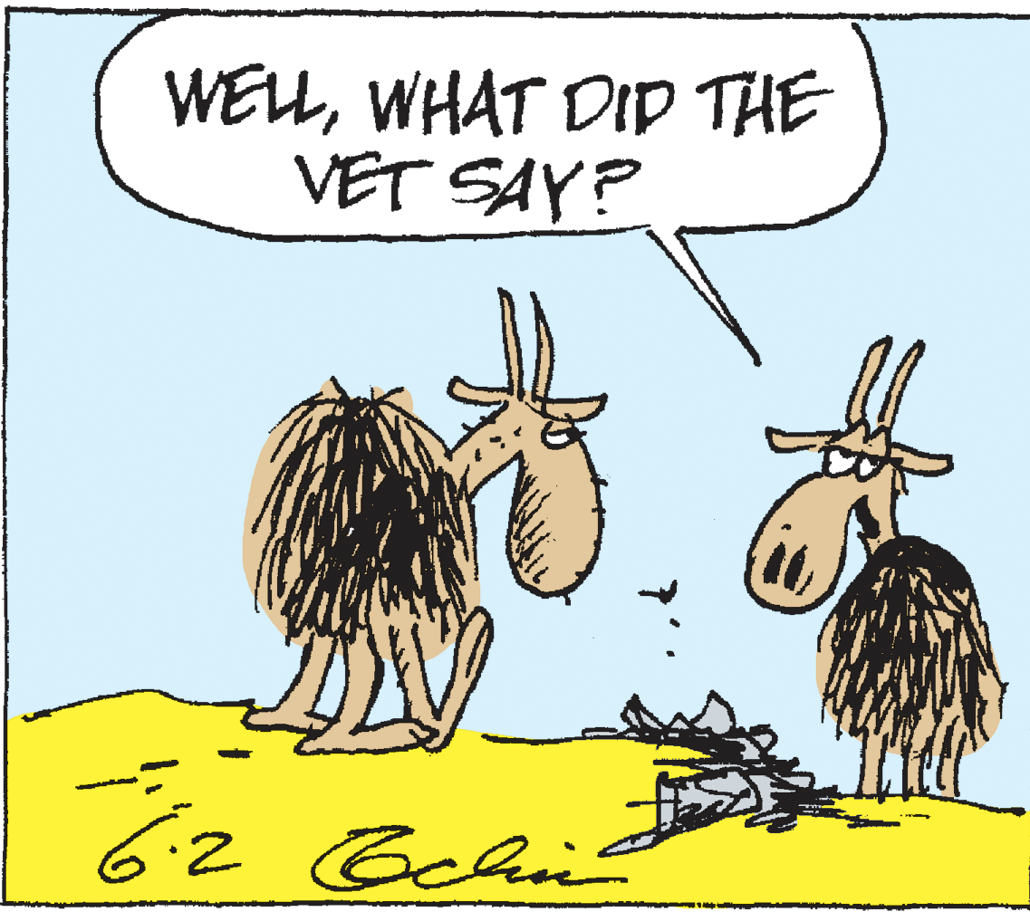 Working animal OCR: WELLWHAT DIP THE VET SAY? 6:2 Gchis WELLWHAT DIP THE VET SAY? 6:2 Gchis
