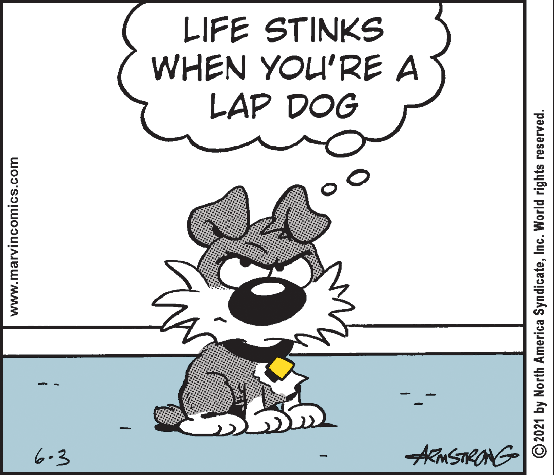 Art OCR: LIFE STINKS WHEN YOU'RE A LAP DOG 6-3 ARMSTRONG www.marvincomics.com © 2021 by North America SyndicateInc. World rights reserved. LIFE STINKS WHEN YOU'RE A LAP DOG 6-3 ARMSTRONG www.marvincomics.com © 2021 by North America SyndicateInc. World rights reserved.