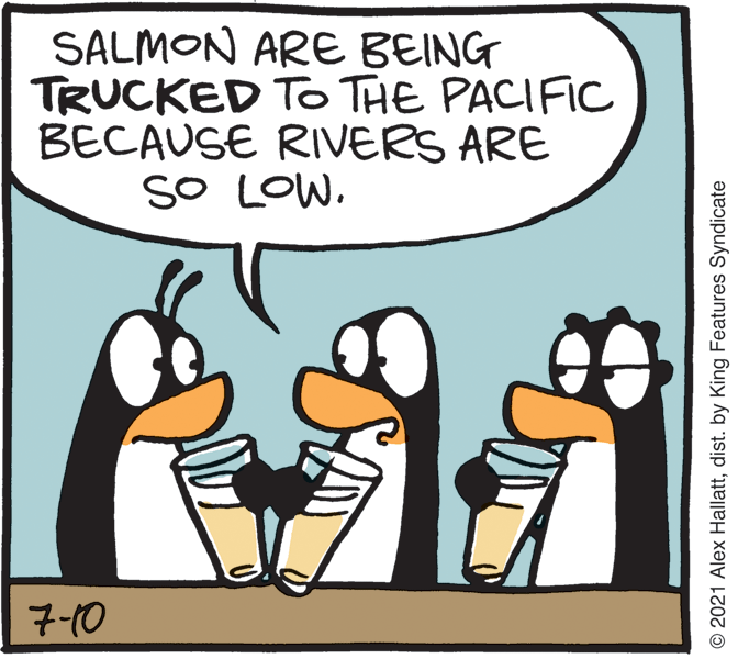 Illustration OCR: SALMON ARE BEING TRUCKED To THE PACIFIC BECAUSE RIVERS ARE SO LOW. 7-10 © 2021 Alex Hallattdist. by King Features Syndicate SALMON ARE BEING TRUCKED To THE PACIFIC BECAUSE RIVERS ARE SO LOW. 7-10 © 2021 Alex Hallattdist. by King Features Syndicate