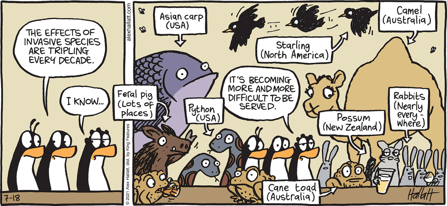 Art OCR: ARGIC CROLE Ribbet/ Asian carp (USA) Camel (Australia) THE EFFECTS OF INVASIVE SPECIES ARE TRIPLING EVERY DECAD€. Starling (North America) Feral pig (Lots of places) IT'S BECOMING MORE AND MORE DIFFICULT TO BE SERVED. Rabbits (Nearly every Where) I KNOW. Rython (USA) Possum (New Zealand) Cane toad (Australia) Haltt BY ALEX HALLATT 7-18 ARGIC CROLE Ribbet/ Asian carp (USA) Camel (Australia) THE EFFECTS OF INVASIVE SPECIES ARE TRIPLING EVERY DECAD€. Starling (North America) Feral pig (Lots of places) IT'S BECOMING MORE AND MORE DIFFICULT TO BE SERVED. Rabbits (Nearly every Where) I KNOW. Rython (USA) Possum (New Zealand) Cane toad (Australia) Haltt BY ALEX HALLATT 7-18