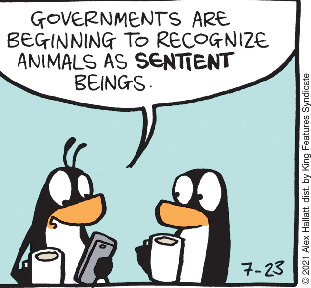 Art OCR: GOVERNMENTS ARE BEGINNING TO RECOGNIZE ANIMALS AS SENTIENT BEINGS. 7-23 © 2021 Alex Hallattdist. by King Features Syndicate GOVERNMENTS ARE BEGINNING TO RECOGNIZE ANIMALS AS SENTIENT BEINGS. 7-23 © 2021 Alex Hallattdist. by King Features Syndicate
