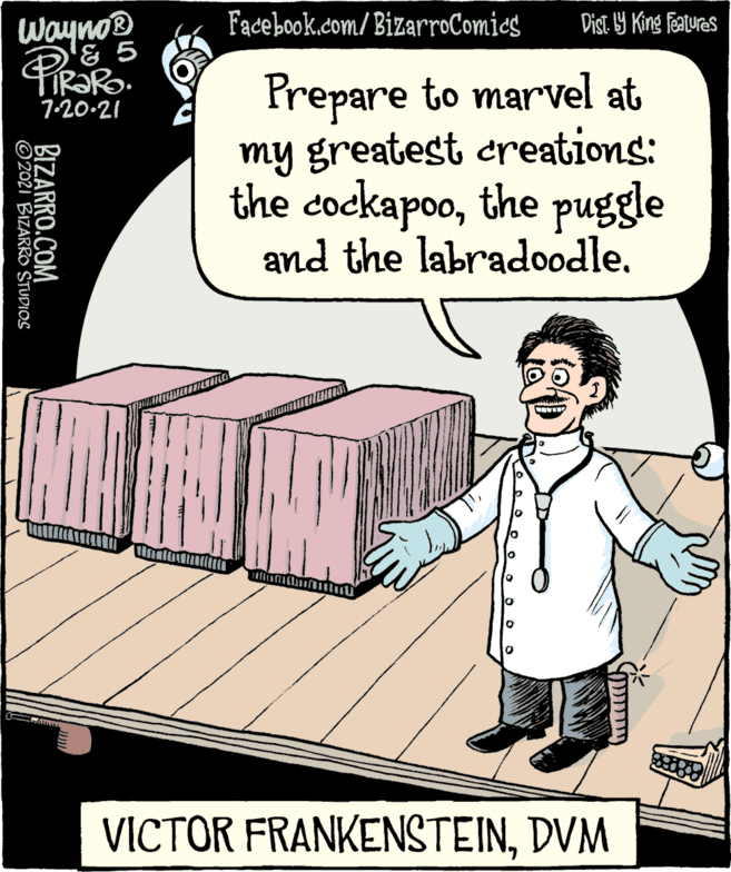 Happy OCR: Wayno® '& 5 Facebook.com/BizarroComics Dist. 9 King Features Prepare to marvel at my greatest creations: the cockapoothe puggle and the labradoodle. 7-20-21 VICTOR FRANKENSTEINDVM BIZARRO.COM © 2021 BIZARRO STUDIOS Wayno® '& 5 Facebook.com/BizarroComics Dist. 9 King Features Prepare to marvel at my greatest creations: the cockapoothe puggle and the labradoodle. 7-20-21 VICTOR FRANKENSTEINDVM BIZARRO.COM © 2021 BIZARRO STUDIOS