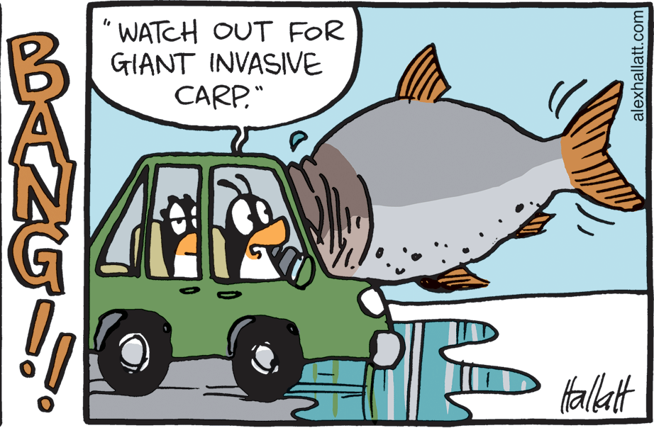 Fin OCR: WATCH OUT FOR GIANT INVASIVE CARP." fallat alexhallatt.com WATCH OUT FOR GIANT INVASIVE CARP." fallat alexhallatt.com