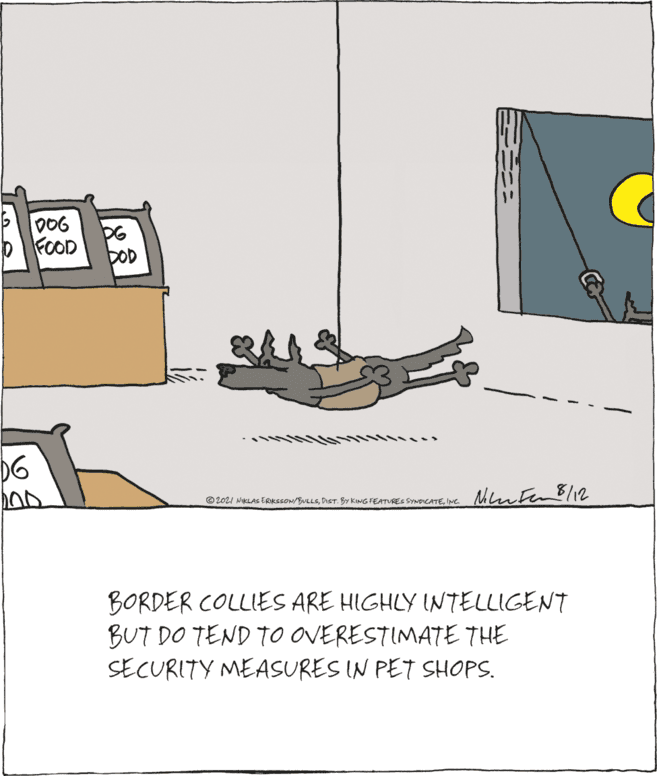Drawing OCR: DO06 b FOOD DOD Mherten 8/12 © 2021 NIKLAS ERIKSSON/BULLSINC. BORDER COLLIES ARE HIGHLY INTELLIGENT BUT DO TEND TO OVERESTIMATE THE SECURITY MEASURES IN PET SHOPS. ??? DO06 b FOOD DOD Mherten 8/12 © 2021 NIKLAS ERIKSSON/BULLSDIST. BY KING FEATURES SYNDICATEINC. BORDER COLLIES ARE HIGHLY INTELLIGENT BUT DO TEND TO OVERESTIMATE THE SECURITY MEASURES IN PET SHOPS. ???