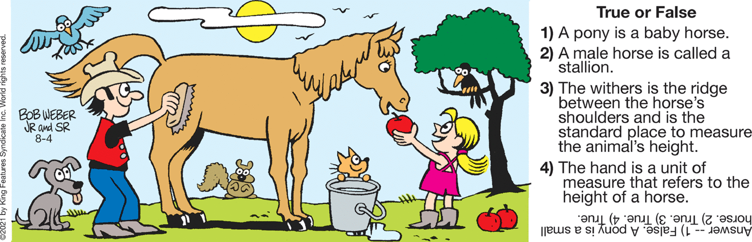 Organism OCR: True or False 1) A pony is a baby horse. 2) A male horse is called a stallion. 3) The withers is the ridge between the horse's shoulders and is the standard place to measure the animal's height. BOB WEBER JR and SR 8-4 4) The hand is a unit of measure that refers to the height of a horse. horse. 2) Trúe. 3) True. 4) True. Answer--1) False. A pony is a small True or False 1) A pony is a baby horse. 2) A male horse is called a stallion. 3) The withers is the ridge between the horse's shoulders and is the standard place to measure the animal's height. BOB WEBER JR and SR 8-4 4) The hand is a unit of measure that refers to the height of a horse. horse. 2) Trúe. 3) True. 4) True. Answer--1) False. A pony is a small