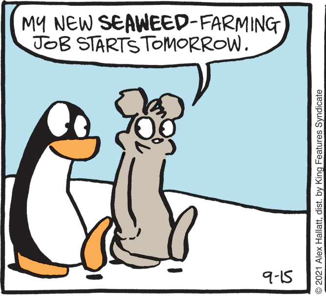 Conversation OCR: MY NEW SEAWEED-FARMING JOB STARTSTOMORROW. 9-15 O 2021 Alex Hallattdist. by King Features Syndicate MY NEW SEAWEED-FARMING JOB STARTSTOMORROW. 9-15 O 2021 Alex Hallattdist. by King Features Syndicate