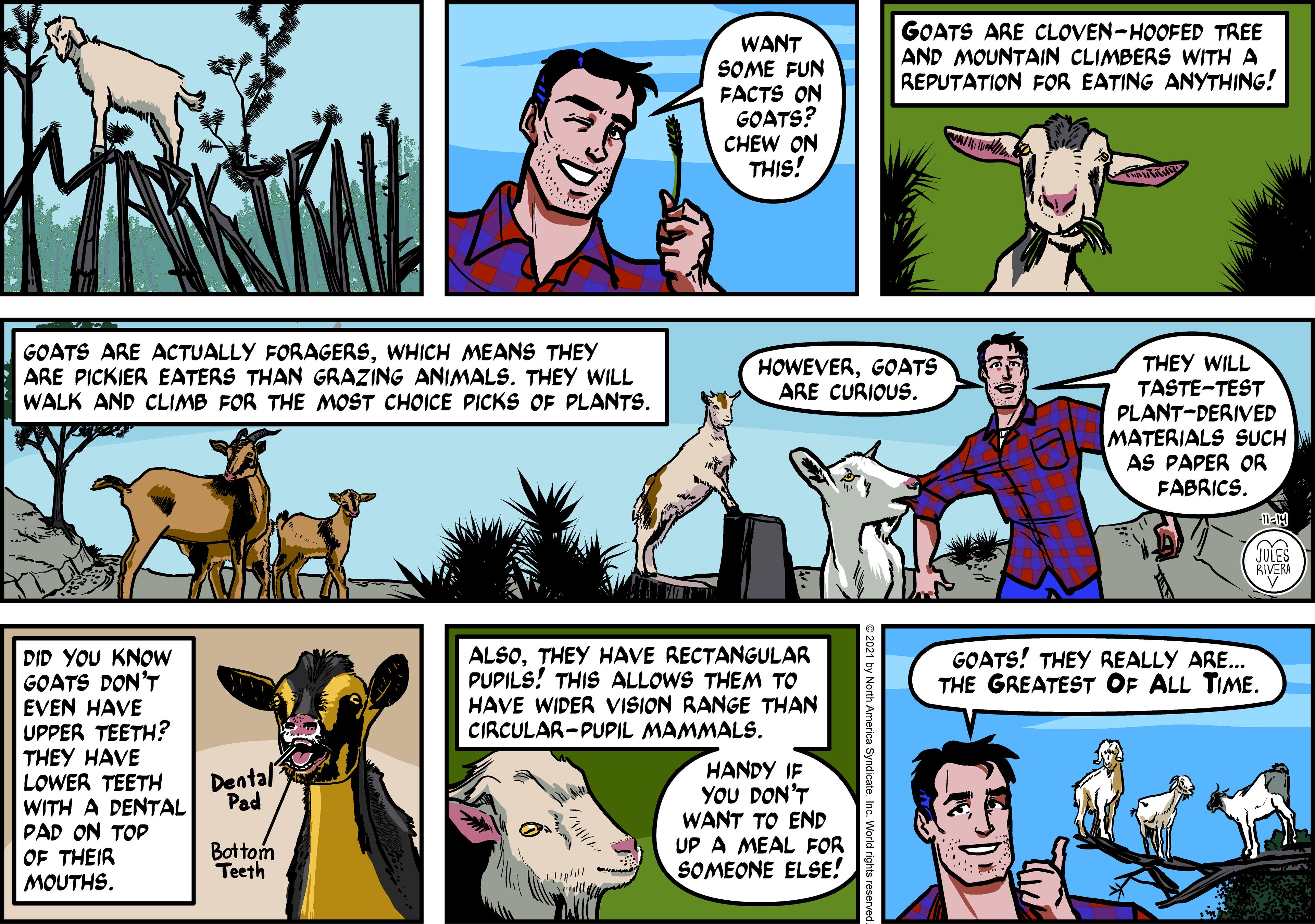 Adaptation OCR: GOATS ARE CLOVEN-HOOFED TREE AND MOUNTAIN CLIMBERS WITH A REPUTATION FOR EATING ANYTHING! WANT SOME FUN FACTS ON GOATS? CHEW ON THIS! GOATS ARE ACTUALLY FORAGERSWHICH MEANS THEY ARE PICKIER EATERS THAN GRAZING ANIMALS. THEY WILL WALK AND CLIMB FOR THE MOST CHOICE PICKS OF PLANTS. THEY WILL TASTE-TEST PLANT-DERIVED MATERIALS SUCH AS PAPER OR FABRICS. HOWEVERGOATS ARE CURIOUS. JULES RIVERA ALSOTHEY HAVE RECTANGULAR PUPILS! THIS ALLOWS THEM TO HAVE WIDER VISION RANGE THAN CIRCULAR-PUPIL MAMMALS. GOATS! THEY REALLY ARE... THE GREATEST OF ALL TIME. DID YOU KNOW GOATS DON'T EVEN HAVE UPPER TEETH? THEY HAVE LOWER TEETH WITH A DENTAL PAD ON TOP OF THEIR MOUTHS. HANDY IF YOU DON'T WANT TO END UP A MEAL FOR SOMEONE ELSE! Dental Pad Bottom Teeth GOATS ARE CLOVEN-HOOFED TREE AND MOUNTAIN CLIMBERS WITH A REPUTATION FOR EATING ANYTHING! WANT SOME FUN FACTS ON GOATS? CHEW ON THIS! GOATS ARE ACTUALLY FORAGERSWHICH MEANS THEY ARE PICKIER EATERS THAN GRAZING ANIMALS. THEY WILL WALK AND CLIMB FOR THE MOST CHOICE PICKS OF PLANTS. THEY WILL TASTE-TEST PLANT-DERIVED MATERIALS SUCH AS PAPER OR FABRICS. HOWEVERGOATS ARE CURIOUS. JULES RIVERA ALSOTHEY HAVE RECTANGULAR PUPILS! THIS ALLOWS THEM TO HAVE WIDER VISION RANGE THAN CIRCULAR-PUPIL MAMMALS. GOATS! THEY REALLY ARE... THE GREATEST OF ALL TIME. DID YOU KNOW GOATS DON'T EVEN HAVE UPPER TEETH? THEY HAVE LOWER TEETH WITH A DENTAL PAD ON TOP OF THEIR MOUTHS. HANDY IF YOU DON'T WANT TO END UP A MEAL FOR SOMEONE ELSE! Dental Pad Bottom Teeth