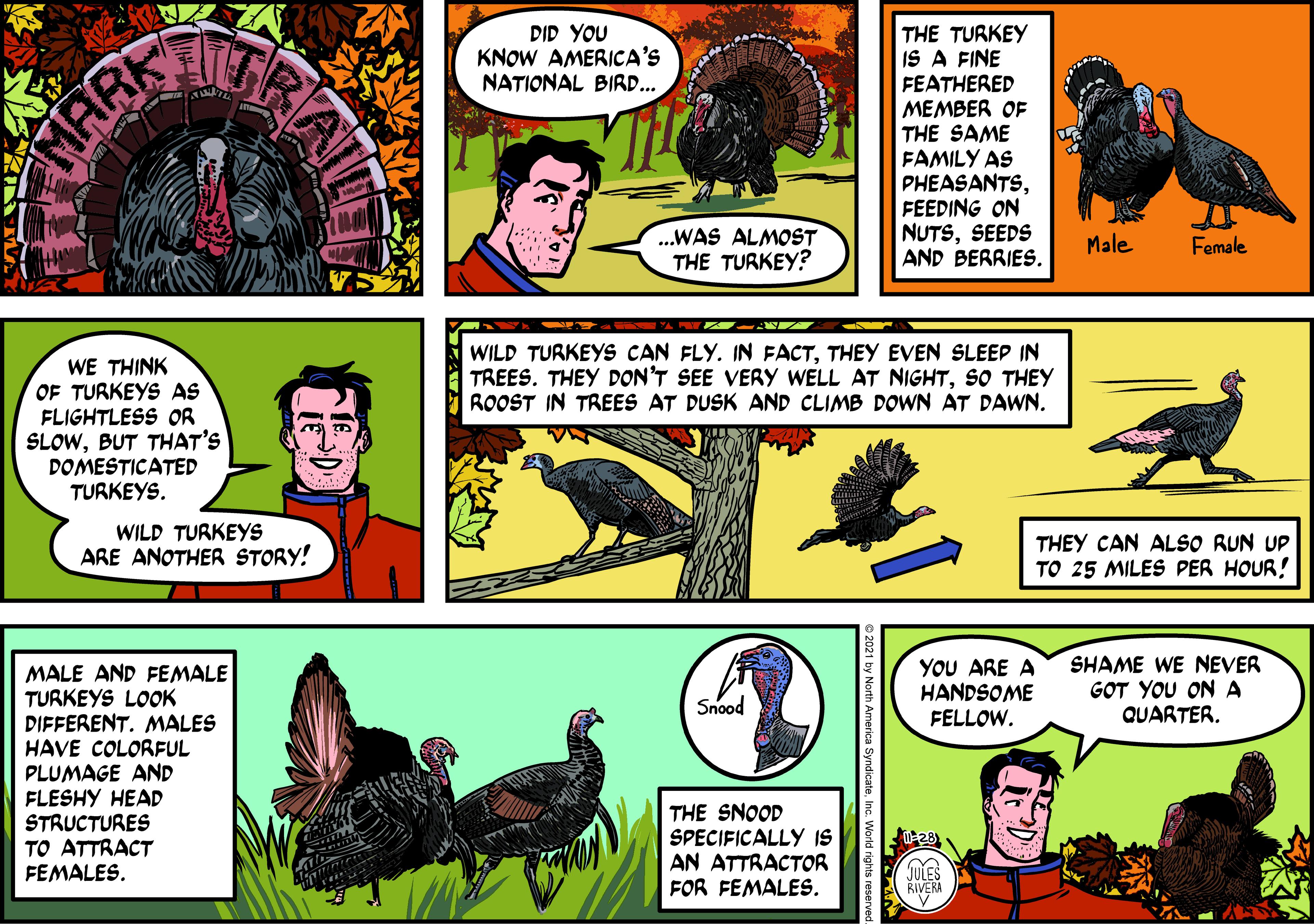 Adaptation OCR: DID YOU KNOW AMERICA'S NATIONAL BIRD... THE TURKEY IS A FINE FEATHERED MEMBER OF THE SAME FAMILY AS PHEASANTSFEEDING ON NUTSSEEDS AND BERRIES. MARK ...WAS ALMOST THE TURKEY? Male Female WILD TURKEYS CAN FLY. IN FACTTHEY EVEN SLEEP IN TREES. THEY DON'T SEE VERY WELL AT NIGHTSO THEY ROOST IN TREES AT DUSK AND CLIMB DOWN AT DAWN. WE THINK OF TURKEYS AS FLIGHTLESS OR SLOWBUT THAT'S DOMESTICATED TURKEYS. WILD TURKEYS ARE ANOTHER STORY! THEY CAN ALSO RUN UP TO 25 MILES PER HOUR! YOU ARE A HANDSOME SHAME WE NEVER GOT YOU ON A QUARTER. MALE AND FEMALE TURKEYS LOOK DIFFERENT. MALES HAVE COLORFUL PLUMAGE AND FLESHY HEAD STRUCTURES TO ATTRACT FEMALES. Snood FELLOW. THE SNOOD SPECIFICALLY IS AN ATTRACTOR FOR FEMALES. JULES RIVERA deInc. World rights reservec DID YOU KNOW AMERICA'S NATIONAL BIRD... THE TURKEY IS A FINE FEATHERED MEMBER OF THE SAME FAMILY AS PHEASANTSFEEDING ON NUTSSEEDS AND BERRIES. MARK ...WAS ALMOST THE TURKEY? Male Female WILD TURKEYS CAN FLY. IN FACTTHEY EVEN SLEEP IN TREES. THEY DON'T SEE VERY WELL AT NIGHTSO THEY ROOST IN TREES AT DUSK AND CLIMB DOWN AT DAWN. WE THINK OF TURKEYS AS FLIGHTLESS OR SLOWBUT THAT'S DOMESTICATED TURKEYS. WILD TURKEYS ARE ANOTHER STORY! THEY CAN ALSO RUN UP TO 25 MILES PER HOUR! YOU ARE A HANDSOME SHAME WE NEVER GOT YOU ON A QUARTER. MALE AND FEMALE TURKEYS LOOK DIFFERENT. MALES HAVE COLORFUL PLUMAGE AND FLESHY HEAD STRUCTURES TO ATTRACT FEMALES. Snood FELLOW. THE SNOOD SPECIFICALLY IS AN ATTRACTOR FOR FEMALES. JULES RIVERA deInc. World rights reservec