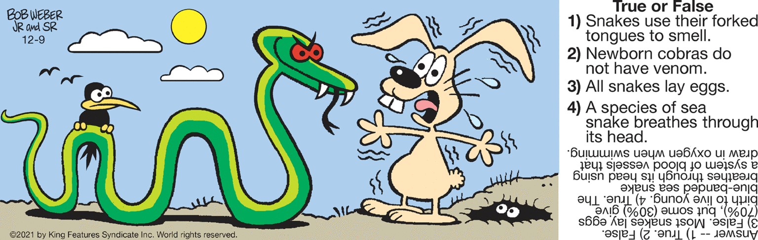 Art OCR: True or False BOB WEBER JR and SR 12-9 1) Snakes use their forked tongues to smell. 2) Newborn cobras do not have venom. 3) All snakes lay eggs. 4) A species of sea snake breathes through its head. draw in oxygen when swimming. a system of blood vessels that breathes through its head using blue-banded sea snake birth to live young. 4) True. The (70%)but some (30%) give 3) False. Most snakes layeggs Answer -- 1) True. 2) False. ©2021 by King Features Syndicate Inc. World rights reserved. True or False BOB WEBER JR and SR 12-9 1) Snakes use their forked tongues to smell. 2) Newborn cobras do not have venom. 3) All snakes lay eggs. 4) A species of sea snake breathes through its head. draw in oxygen when swimming. a system of blood vessels that breathes through its head using blue-banded sea snake birth to live young. 4) True. The (70%)but some (30%) give 3) False. Most snakes layeggs Answer -- 1) True. 2) False. ©2021 by King Features Syndicate Inc. World rights reserved.