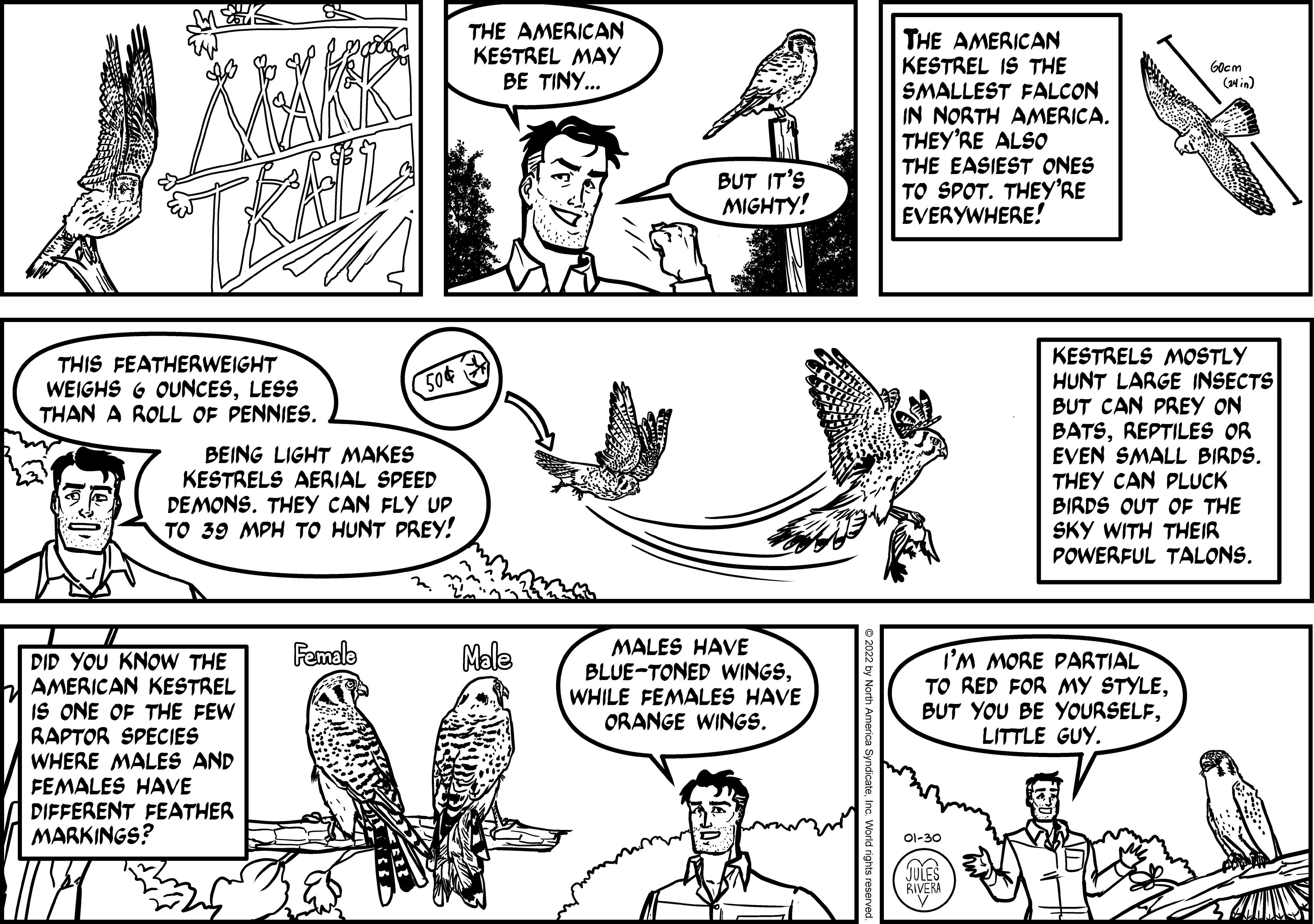 Organism OCR: THE AMERICAN KESTREL MAY BE TINY... THE AMERICAN KESTREL IS THE SMALLEST FALCON IN NORTH AMERICA. THEY'RE ALSO THE EASIEST ONES TO SPOT. THEY'RE EVERYWHERE! Gocm CHin) BUT IT'S MIGHTY! KESTRELS MOSTLY HUNT LARGE INSECTS BUT CAN PREY ON BATSREPTILES OR EVEN SMALL BIRDS. THEY CAN PLUCK BIRDS OUT OF THE SKY WITH THEIR POWERFUL TALONS. THIS FEATHERWEIGHT WEIGHS 6 OUNCESLESS THAN A ROLL OF PENNIES. 50¢ BEING LIGHT MAKES KESTRELS AERIAL SPEED DEMONS. THEY CAN FLY UP TO 39 MPH TO HUNT PREY! Mele MALES HAVE BLUE-TONED WINGSWHILE FEMALES HAVE ORANGE WINGS. Female I'M MORE PARTIAL TO RED FOR MY STYLELITTLE GUY. DID YOU KNOW THE AMERICAN KESTREL IS ONE OF THE FEW RAPTOR SPECIES WHERE MALES AND FEMALES HAVE DIFFERENT FEATHER MARKINGS? Ol-30 JULES RIVERA THE AMERICAN KESTREL MAY BE TINY... THE AMERICAN KESTREL IS THE SMALLEST FALCON IN NORTH AMERICA. THEY'RE ALSO THE EASIEST ONES TO SPOT. THEY'RE EVERYWHERE! Gocm CHin) BUT IT'S MIGHTY! KESTRELS MOSTLY HUNT LARGE INSECTS BUT CAN PREY ON BATSREPTILES OR EVEN SMALL BIRDS. THEY CAN PLUCK BIRDS OUT OF THE SKY WITH THEIR POWERFUL TALONS. THIS FEATHERWEIGHT WEIGHS 6 OUNCESLESS THAN A ROLL OF PENNIES. 50¢ BEING LIGHT MAKES KESTRELS AERIAL SPEED DEMONS. THEY CAN FLY UP TO 39 MPH TO HUNT PREY! Mele MALES HAVE BLUE-TONED WINGSWHILE FEMALES HAVE ORANGE WINGS. Female I'M MORE PARTIAL TO RED FOR MY STYLEBUT YOU BE YOURSELFLITTLE GUY. DID YOU KNOW THE AMERICAN KESTREL IS ONE OF THE FEW RAPTOR SPECIES WHERE MALES AND FEMALES HAVE DIFFERENT FEATHER MARKINGS? Ol-30 JULES RIVERA