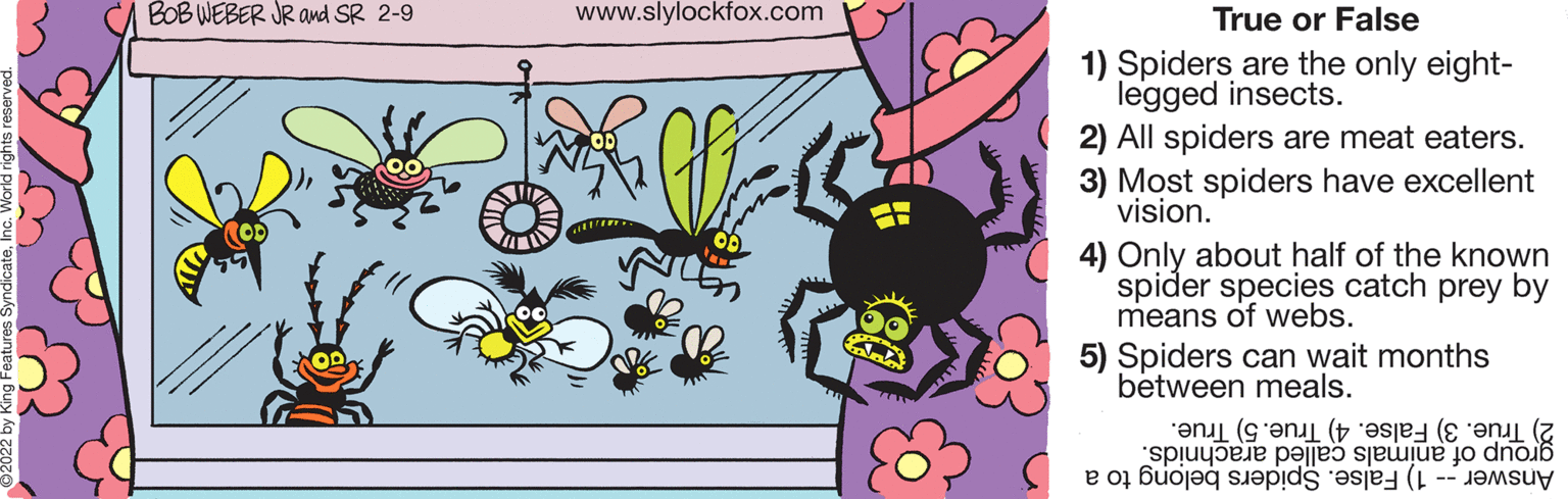 Drawing OCR: BOB WEBER JR and SR 2-9 www.slylockfox.com True or False 1) Spiders are the only eight- legged insects. 2) All spiders are meat eaters. 3) Most spiders have excellent vision. 4) Only about half of the known spider species catch prey by means of webs. 5) Spiders can wait months between meals. 2) False. 4) True. 5) True. group of animals called arachnids. Answer ) alse. piders elong o a BOB WEBER JR and SR 2-9 www.slylockfox.com True or False 1) Spiders are the only eight- legged insects. 2) All spiders are meat eaters. 3) Most spiders have excellent vision. 4) Only about half of the known spider species catch prey by means of webs. 5) Spiders can wait months between meals. 2) False. 4) True. 5) True. group of animals called arachnids. Answer ) alse. piders elong o a