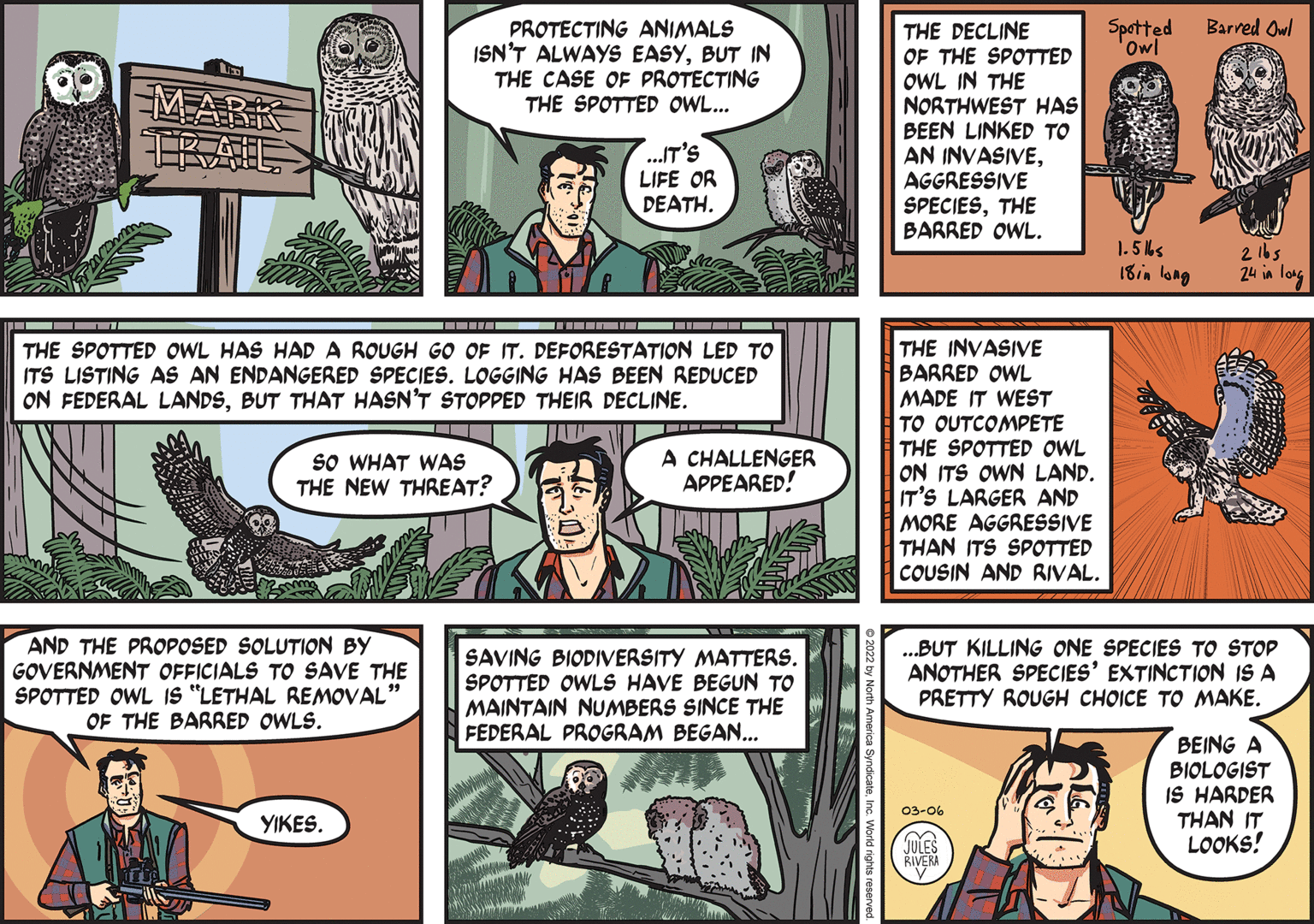 People OCR: Spatted Owl Barred Owl PROTECTING ANIMALS ISN'T ALWAYS EASYBUT IN THE CASE OF PROTECTING THE SPOTTED OWL... THE DECLINE OF THE SPOTTED OWL IN THE NORTHWEST HAS BEEN LINKED TO AN INVASIVEAGGRESSIVE SPECIESTHE BARRED OWL. EMARK ...IT'S LIFE OR DEATH. 1.5ks 18in lang 2 1bs 24 in long THE INVASIVE BARRED OWL MADE IT WEST TO OUTCOMPETE THE SPOTTED OWL ON ITS OWN LAND. IT'S LARGER AND MORE AGGRESSIVE THAN ITS SPOTTED COUSIN AND RIVAL. THE SPOTTED OWL HAS HADA ROUGH GO OF IT. DEFORESTATION LED TO ITS LISTING AS AN ENDANGERED SPECIES. LOGGING HAS BEEN REDUCED ON FEDERAL LANDSBUT THAT HASN'T STOPPED THEIR DECLINE. -- - sO WHAT WAS THE NEW THREAT? A CHALLENGER APPEARED! AND THE PROPOSED SOLUTION BY GOVERNMENT OFFICIALS TO SAVE THE SPOTTED OWL IS "LETHAL REMOVAL" OF THE BARRED OWLS. SAVING BIODIVERSITY MATTERS. SPOTTED OWLS HAVE BEGUN TO MAINTAIN NUMBERS SINCE THE FEDERAL PROGRAM BEGAN... .BUT KILLING ONE SPECIES TO STOP ANOTHER SPECIES' EXTINCTION IS A PRETTY ROUGH CHOICE TO MAKE. BEING A BIOLOGIST IS HARDER THAN IT LOOKS! 03-06 YIKES. JULES RIVERA Spatted Owl Barred Owl PROTECTING ANIMALS ISN'T ALWAYS EASYBUT IN THE CASE OF PROTECTING THE SPOTTED OWL... THE DECLINE OF THE SPOTTED OWL IN THE NORTHWEST HAS BEEN LINKED TO AN INVASIVEAGGRESSIVE SPECIESTHE BARRED OWL. EMARK ...IT'S LIFE OR DEATH. 1.5ks 18in lang 2 1bs 24 in long THE INVASIVE BARRED OWL MADE IT WEST TO OUTCOMPETE THE SPOTTED OWL ON ITS OWN LAND. IT'S LARGER AND MORE AGGRESSIVE THAN ITS SPOTTED COUSIN AND RIVAL. THE SPOTTED OWL HAS HADA ROUGH GO OF IT. DEFORESTATION LED TO ITS LISTING AS AN ENDANGERED SPECIES. LOGGING HAS BEEN REDUCED ON FEDERAL LANDSBUT THAT HASN'T STOPPED THEIR DECLINE. -- - sO WHAT WAS THE NEW THREAT? A CHALLENGER APPEARED! AND THE PROPOSED SOLUTION BY GOVERNMENT OFFICIALS TO SAVE THE SPOTTED OWL IS "LETHAL REMOVAL" OF THE BARRED OWLS. SAVING BIODIVERSITY MATTERS. SPOTTED OWLS HAVE BEGUN TO MAINTAIN NUMBERS SINCE THE FEDERAL PROGRAM BEGAN... .BUT KILLING ONE SPECIES TO STOP ANOTHER SPECIES' EXTINCTION IS A PRETTY ROUGH CHOICE TO MAKE. BEING A BIOLOGIST IS HARDER THAN IT LOOKS! 03-06 YIKES. JULES RIVERA