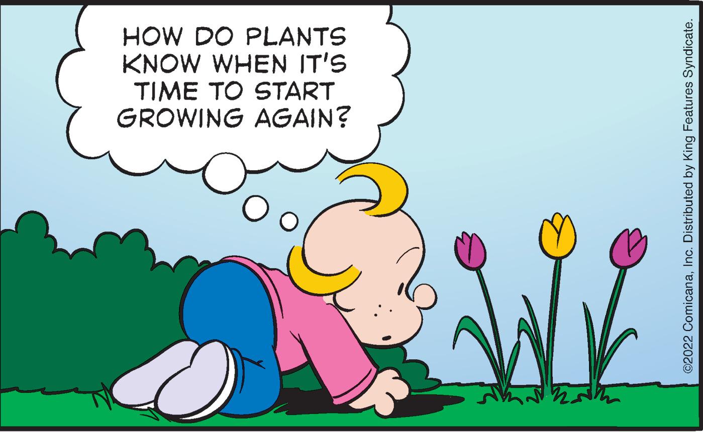 Grass OCR: HOW DO PLANTS KNOW WHEN IT'S TIME TO START GROWING AGAIN? 2022 ComicanaInc. Distributed by King Features Syndicate. HOW DO PLANTS KNOW WHEN IT'S TIME TO START GROWING AGAIN? 2022 ComicanaInc. Distributed by King Features Syndicate.