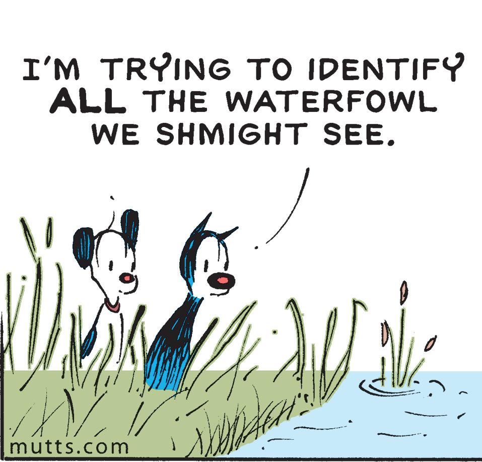 Grass OCR: I'M TRYING TO IDENTIFY ALL THE WATERFOWL WE SHMIGHT SEE. mutts.com I'M TRYING TO IDENTIFY ALL THE WATERFOWL WE SHMIGHT SEE. mutts.com