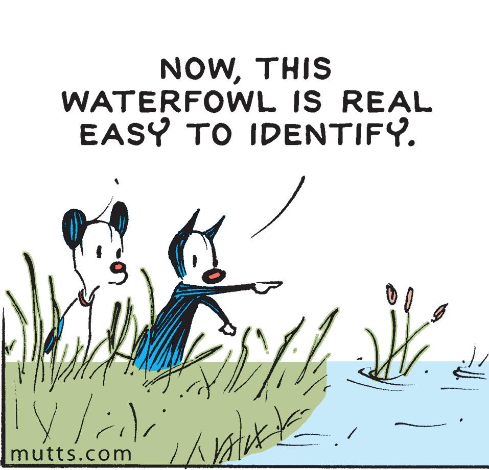 Drawing OCR: NOWTHIS WATERFOWL IS REAL EASY TO IDENTIFY. mutts.com NOWTHIS WATERFOWL IS REAL EASY TO IDENTIFY. mutts.com