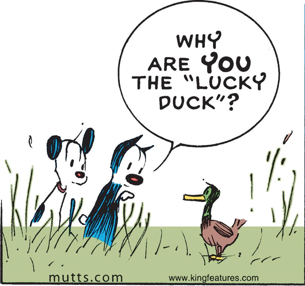 Art OCR: WHY ARE YOU THE "LUCKY DUCK"? mutts.com www.kingfeatures.com WHY ARE YOU THE "LUCKY DUCK"? mutts.com www.kingfeatures.com