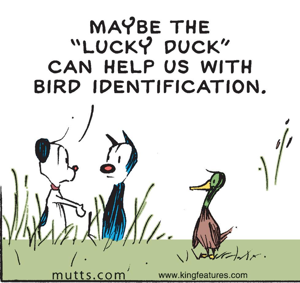 Adaptation OCR: MAYBE THE "LUCKY DUCK" CAN HELP US WITH BIRD IDENTIFICATION. mutts.com www.kingfeatures.com MAYBE THE "LUCKY DUCK" CAN HELP US WITH BIRD IDENTIFICATION. mutts.com www.kingfeatures.com