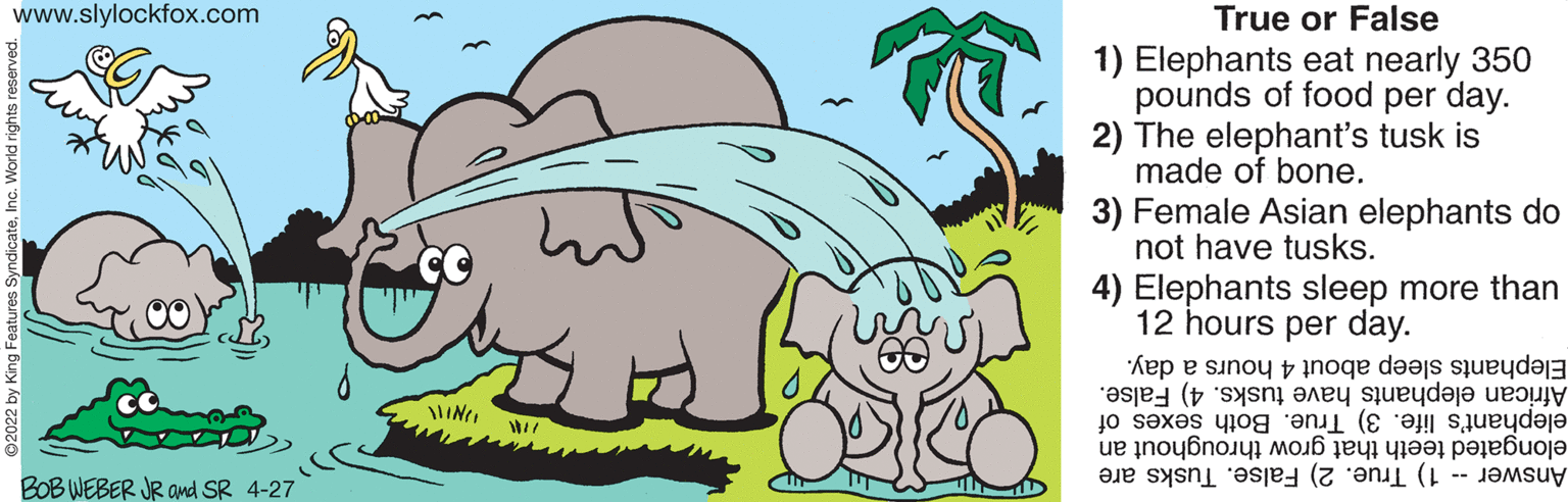 Organism OCR: www.slylockfox.com True or False Elephants eat nearly 350 pounds of food per day. 2) The elephant's tusk is made of bone. 3) Female Asian elephants do not have tusks. 4) Elephants sleep more than 12 hours per day. Elephants about 4 hours a day. African tusks. 4) False. elephant's 3) True. Both sexes of elongated that grow throughout an BOB WEBER JR and SR 4-27 Answer - 1) True. 2) False. Tusks are 2 by King Features S 1) www.slylockfox.com True or False Elephants eat nearly 350 pounds of food per day. 2) The elephant's tusk is made of bone. 3) Female Asian elephants do not have tusks. 4) Elephants sleep more than 12 hours per day. Elephants about 4 hours a day. African tusks. 4) False. elephant's 3) True. Both sexes of elongated that grow throughout an BOB WEBER JR and SR 4-27 Answer - 1) True. 2) False. Tusks are 2 by King Features S 1)