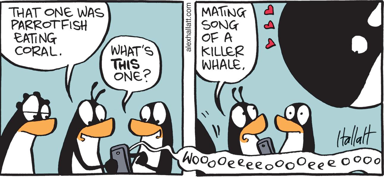 People OCR: THAT ONE WAS PARROTFISH EATING CORAL. MATING SONG OF A KILLER WHALEWHAT'S THIS ONE? Halat Wooooeeeeo000eee0 alexhallatt.com THAT ONE WAS PARROTFISH EATING CORAL. MATING SONG OF A KILLER WHALEWHAT'S THIS ONE? Halat Wooooeeeeo000eee0 alexhallatt.com