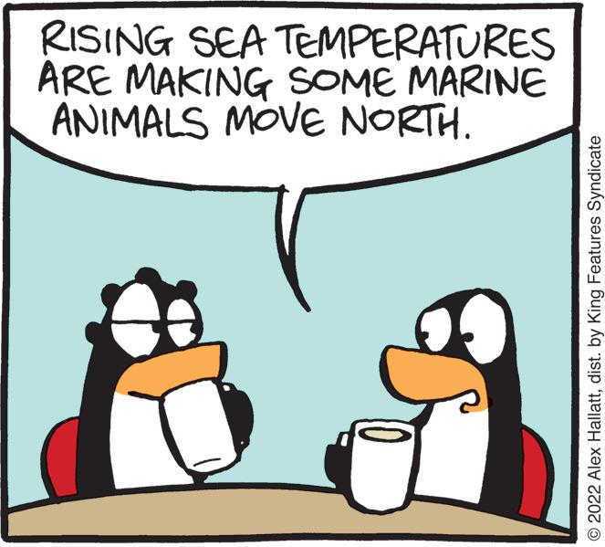 Art OCR: RISING SEA TEMPERATURES ARE MAKING SOME MARINE ANIMALS MOVE NORTH. O 2022 Alex Hallattdist. by King Features Syndicate RISING SEA TEMPERATURES ARE MAKING SOME MARINE ANIMALS MOVE NORTH. O 2022 Alex Hallattdist. by King Features Syndicate