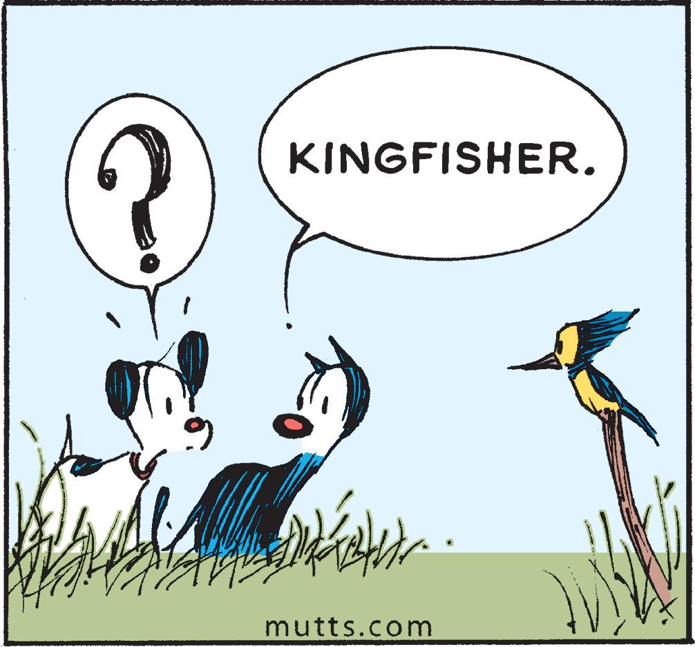 Art OCR: KINGFISHER. mutts.com KINGFISHER. mutts.com