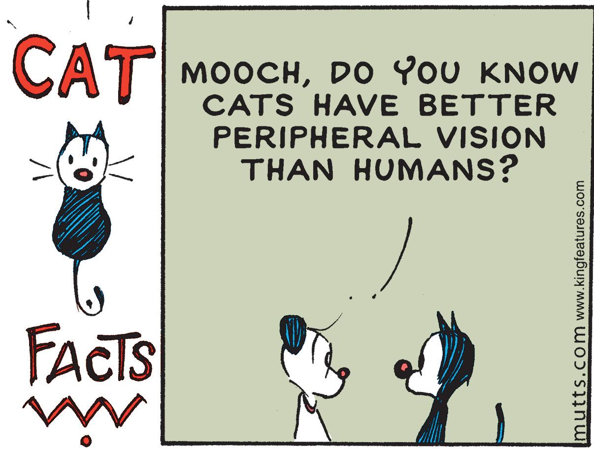 Rectangle OCR: CAT MOOCHDO YoU KNOW CATS HAVE BETTER PERIPHERAL VISION THAN HUMANS? FACTS in mutts.com www.kingfeatures.com CAT MOOCHDO YoU KNOW CATS HAVE BETTER PERIPHERAL VISION THAN HUMANS? FACTS in mutts.com www.kingfeatures.com