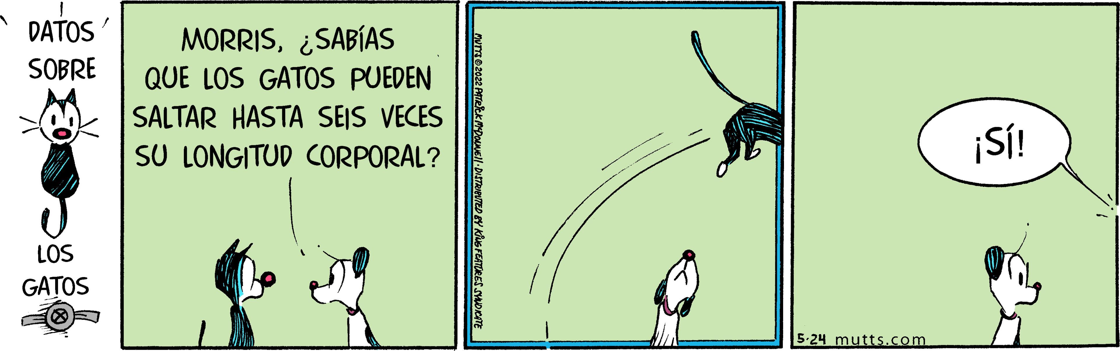 Illustration OCR: DATOS MORRIS¿SABÍAS QUE LOS GATOS PUEDEN SOBRE SALTAR HASTA SEJS VECES SU LONGITUD CORPORAL? ¡SÍ! LOS GATOS 5-24 mutts.com DATOS MORRIS¿SABÍAS QUE LOS GATOS PUEDEN SOBRE SALTAR HASTA SEJS VECES SU LONGITUD CORPORAL? ¡SÍ! LOS GATOS 5-24 mutts.com