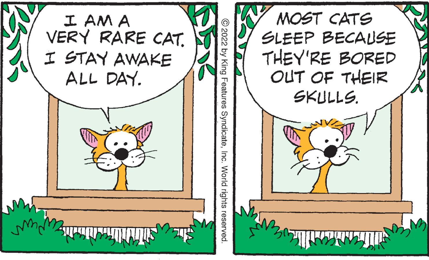 Rectangle OCR: ? AM A VERY RARE CAT. I STAY AWAKE ALL DAY. MOST CATE SLEEP BECAUSE THEY'RE BORED OUT OF THEIR SKULLS. © 2022 by King Features SyndicateInc. World rights reserved. ? AM A VERY RARE CAT. I STAY AWAKE ALL DAY. MOST CATE SLEEP BECAUSE THEY'RE BORED OUT OF THEIR SKULLS. © 2022 by King Features SyndicateInc. World rights reserved.