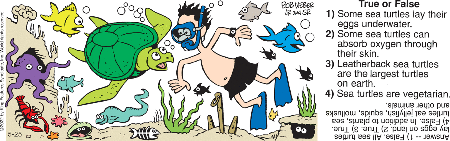 Human OCR: True or False BOB WEBER JR and SR 1) Some sea turtles lay their eggs underwater. 2) Some sea turtles can absorb oxygen through their skin. 3) Leatherback sea turtles are the largest turtles on earth. 4) Sea turtles are vegetarian. 4) False. In addition to plantssea lay eggs on land. 2) True. 3) True. and animals. turtles jellyfish squi mollusks 5-25 Answer ) alse. ll ea turtles True or False BOB WEBER JR and SR 1) Some sea turtles lay their eggs underwater. 2) Some sea turtles can absorb oxygen through their skin. 3) Leatherback sea turtles are the largest turtles on earth. 4) Sea turtles are vegetarian. 4) False. In addition to plantssea lay eggs on land. 2) True. 3) True. and animals. turtles jellyfish squi mollusks 5-25 Answer ) alse. ll ea turtles